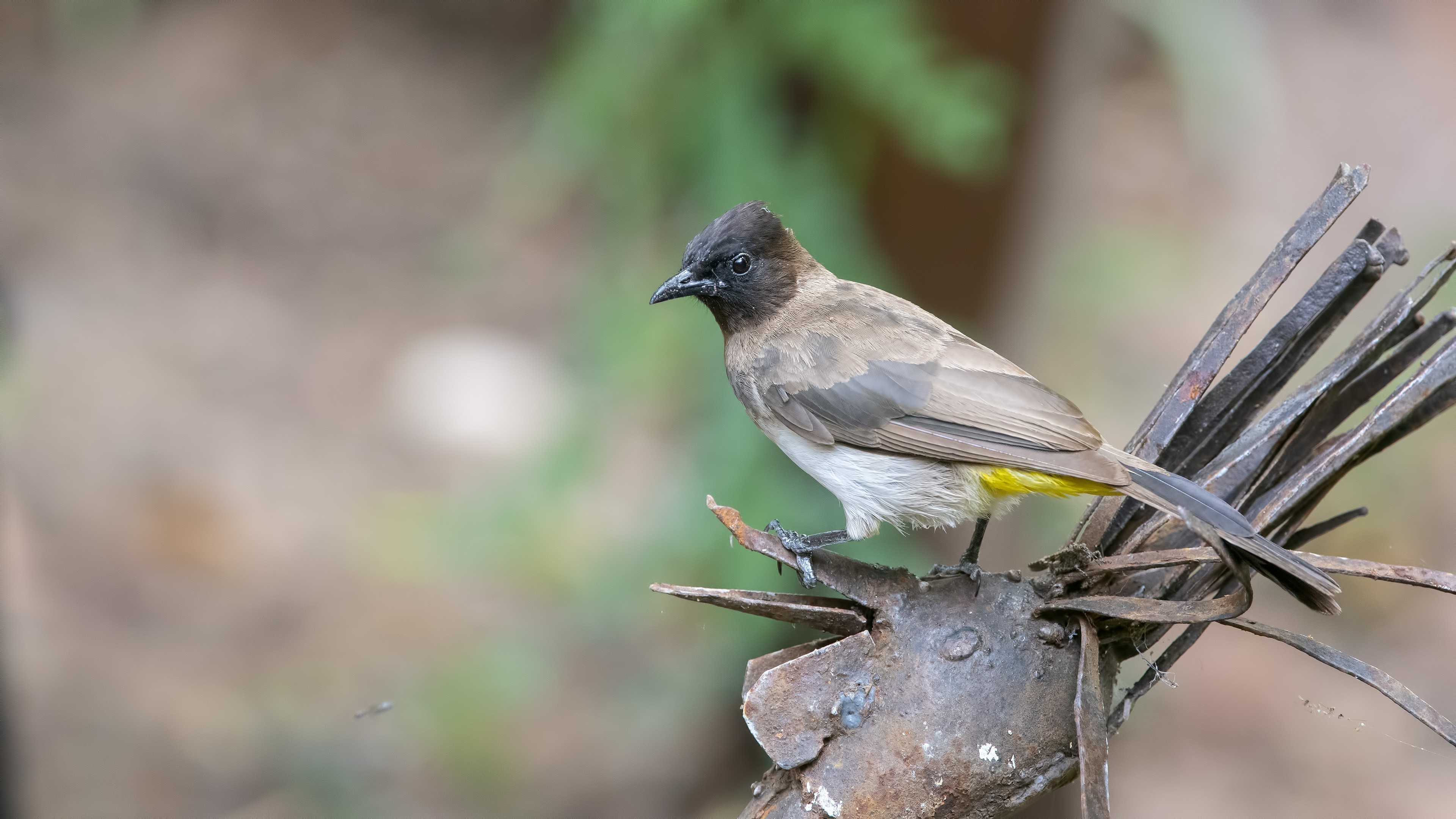 Common Bulbul