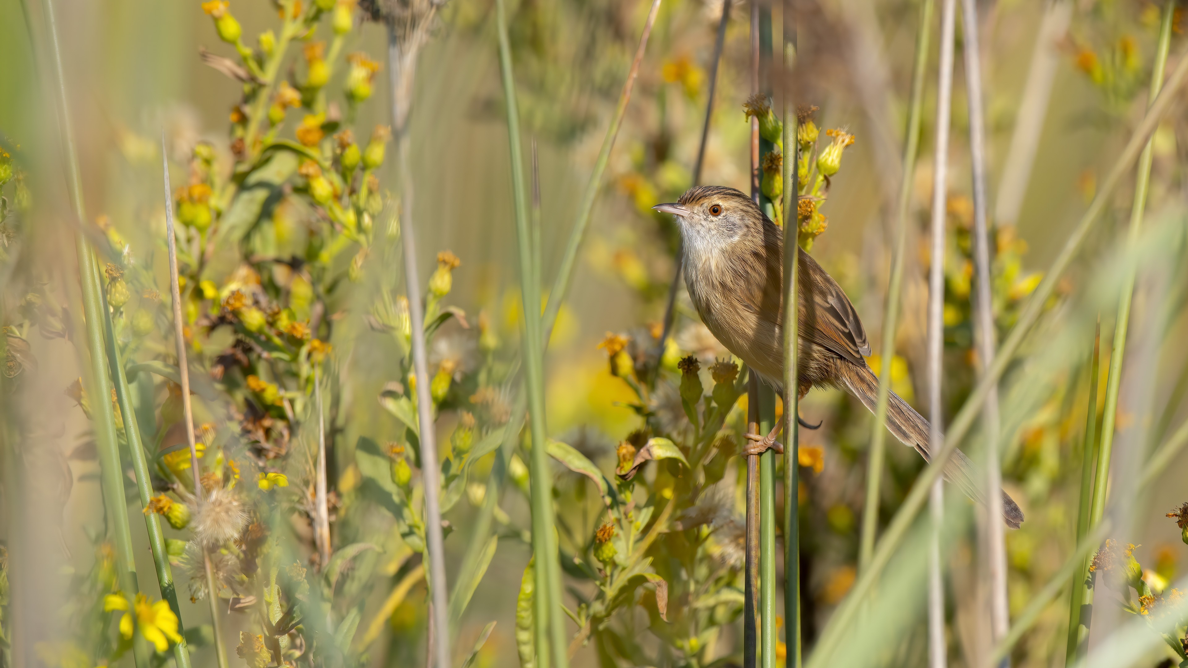 Graceful Prinia