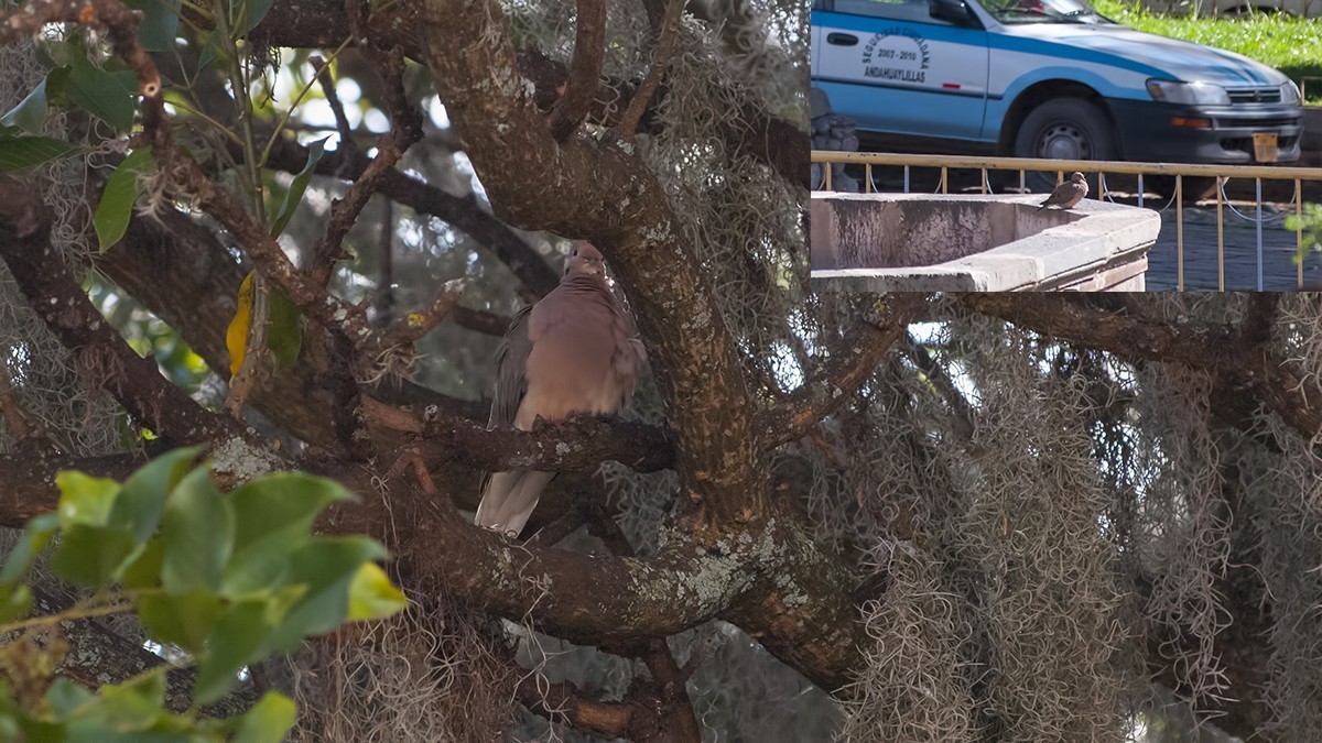 Eared Dove
