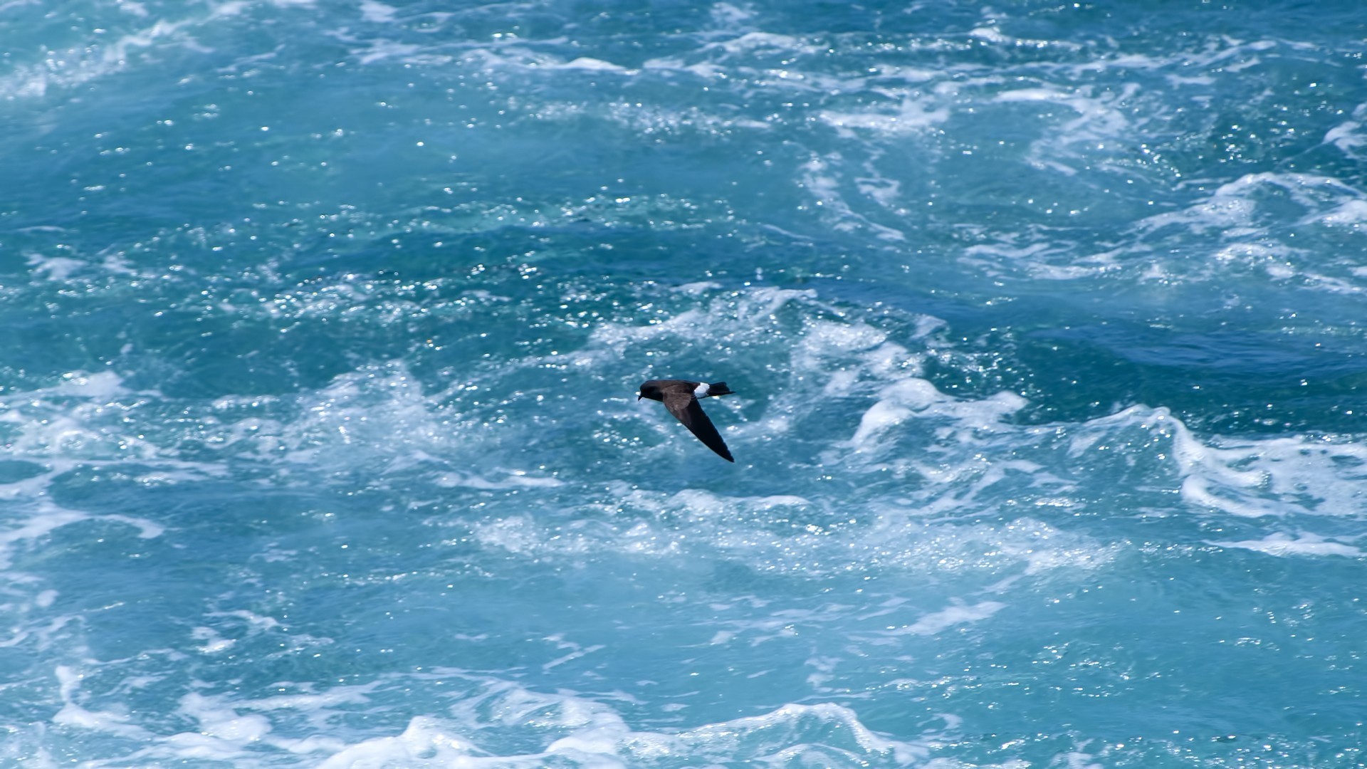 Elliot's Storm-Petrel — Ana fotoğraf