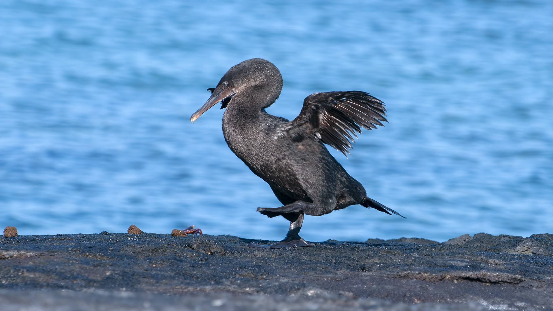 Flightless Cormorant — Ana fotoğraf