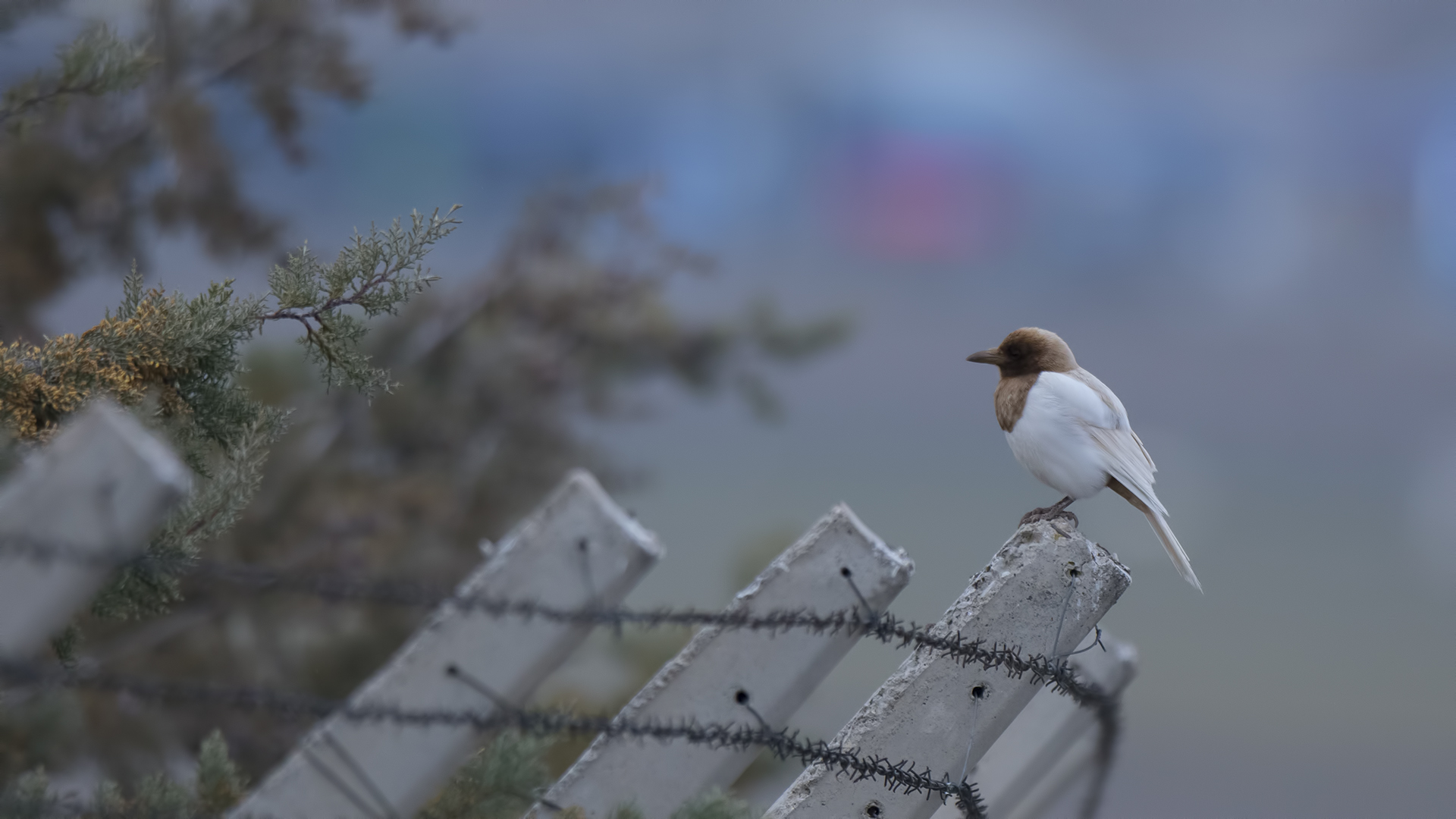 Eurasian Magpie