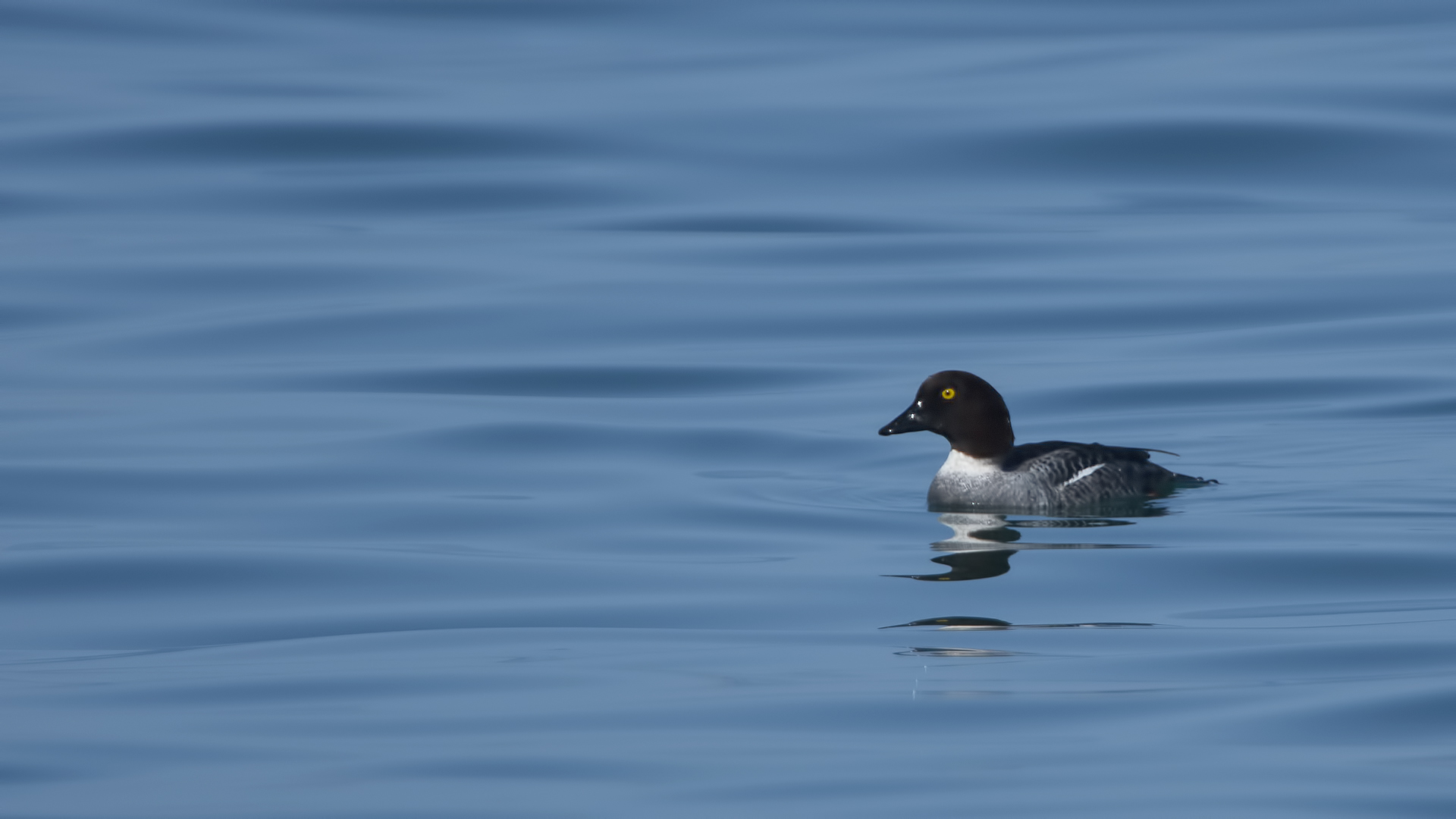 Common Goldeneye