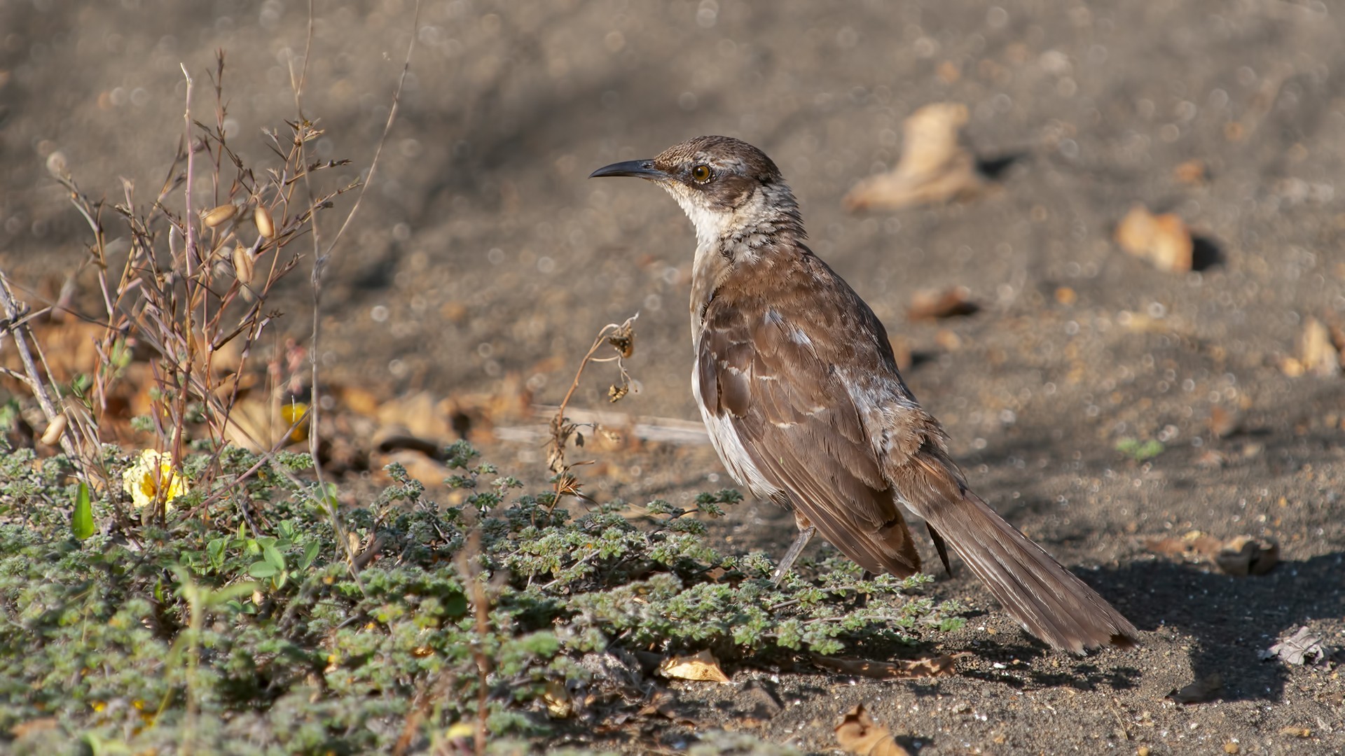 Galapagos Mockingbird — Ana fotoğraf