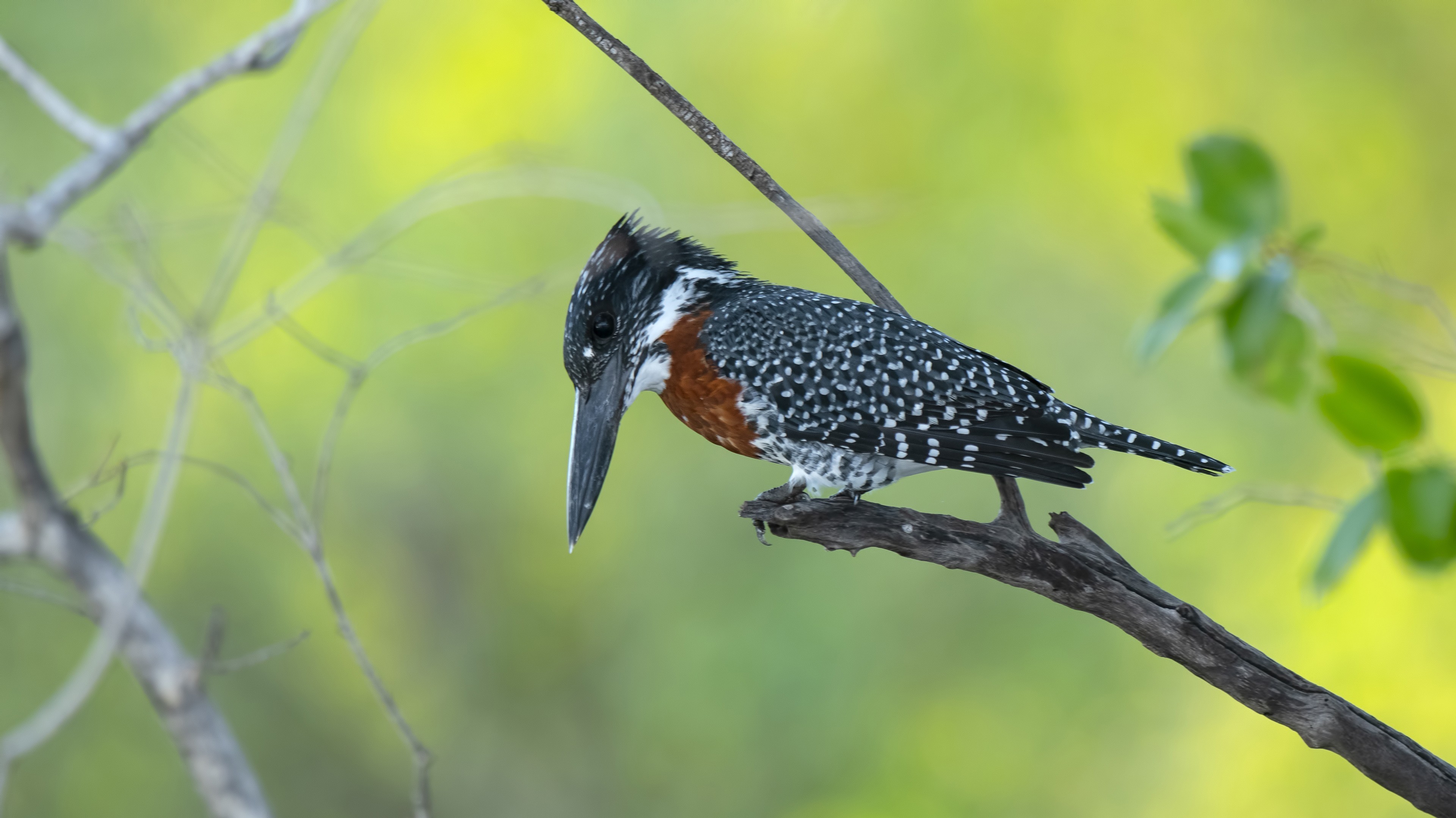 Giant Kingfisher — Ana fotoğraf