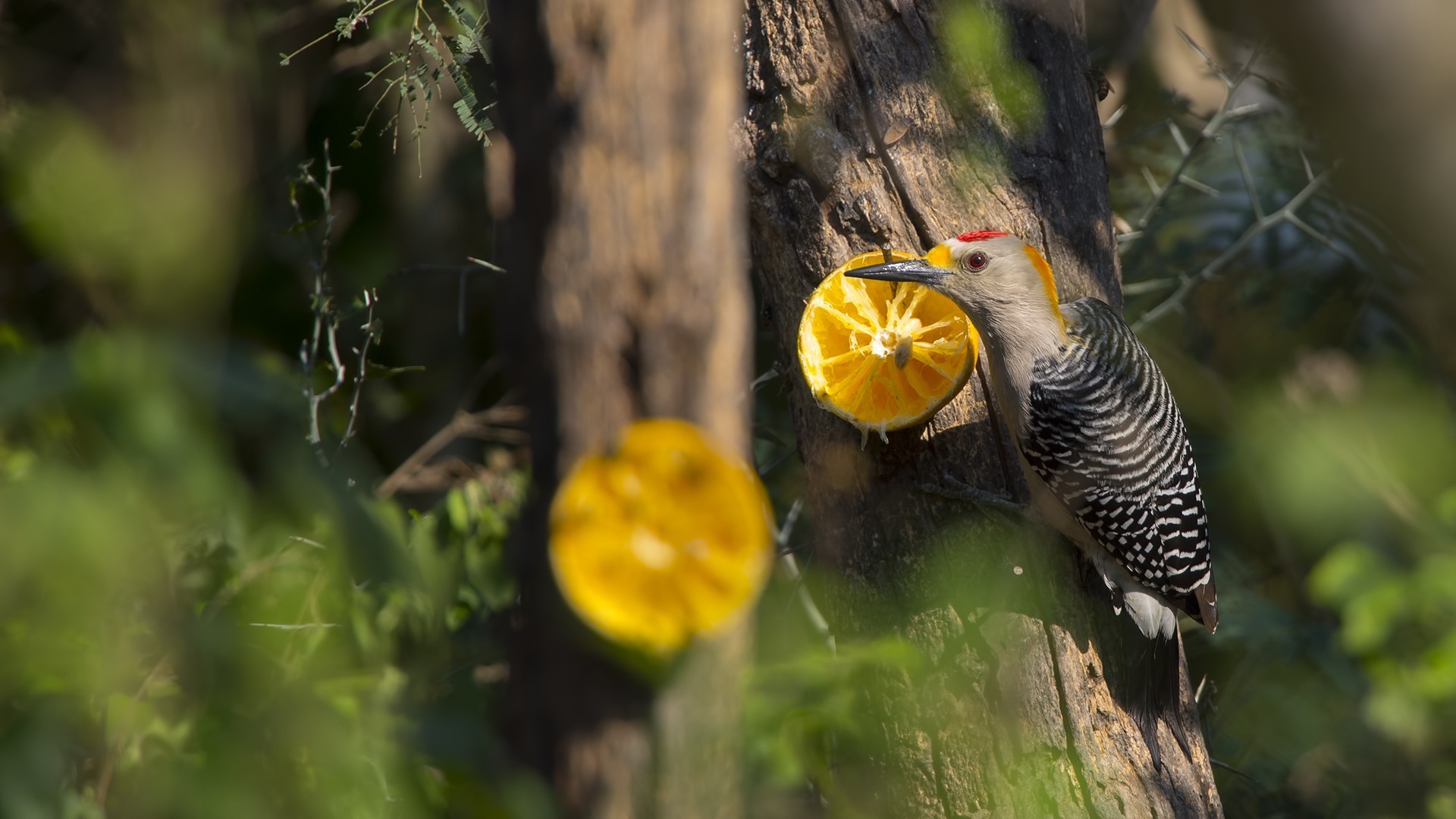 Golden-fronted Woodpecker