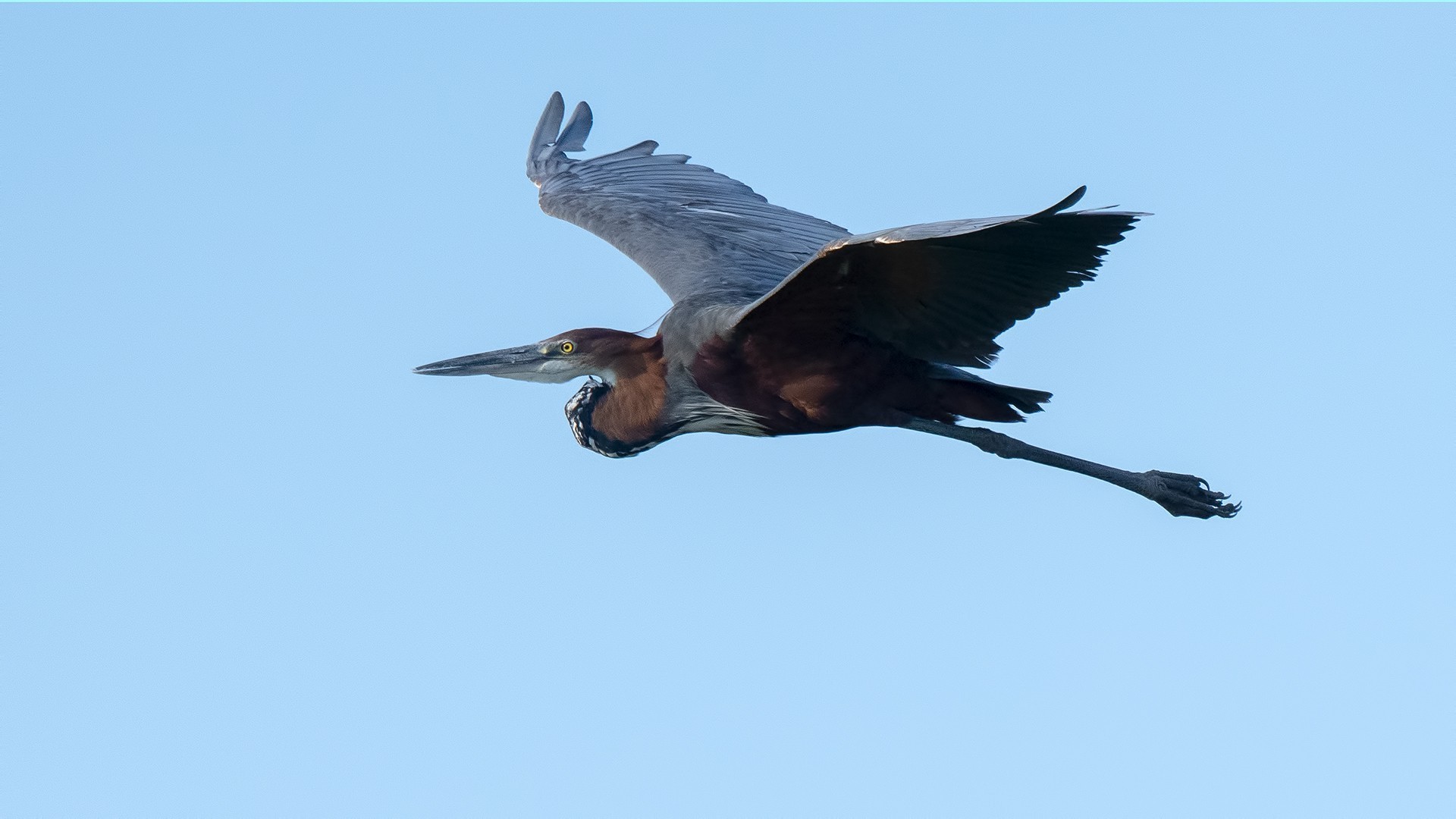 Goliath Heron — Ana fotoğraf