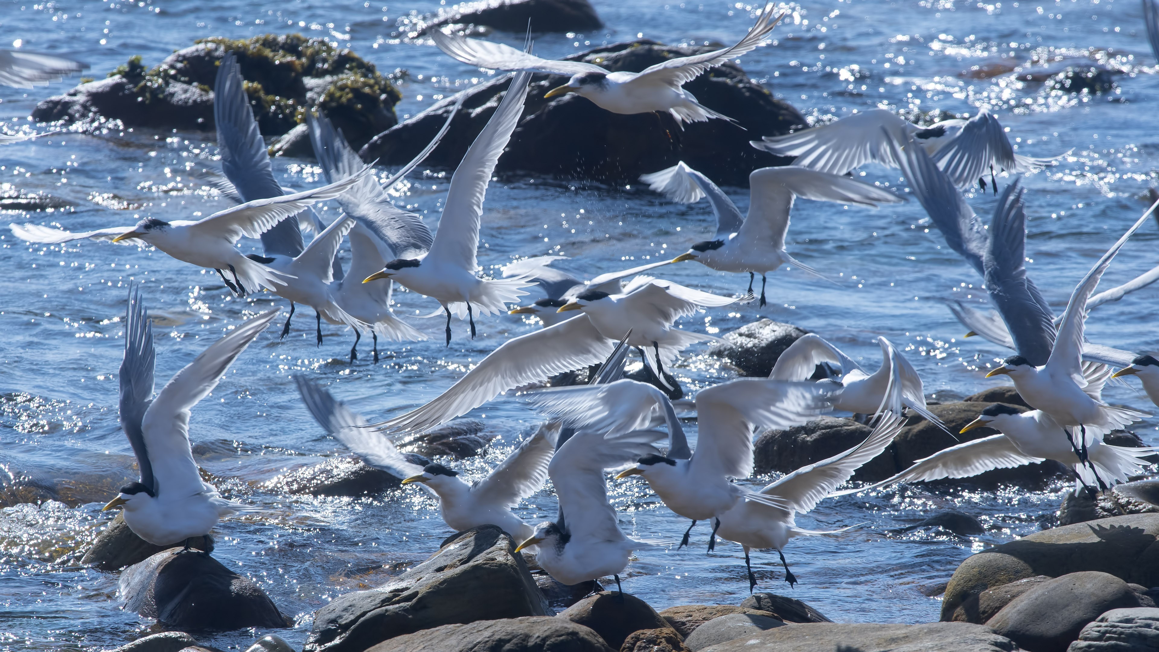 Greater Crested Tern