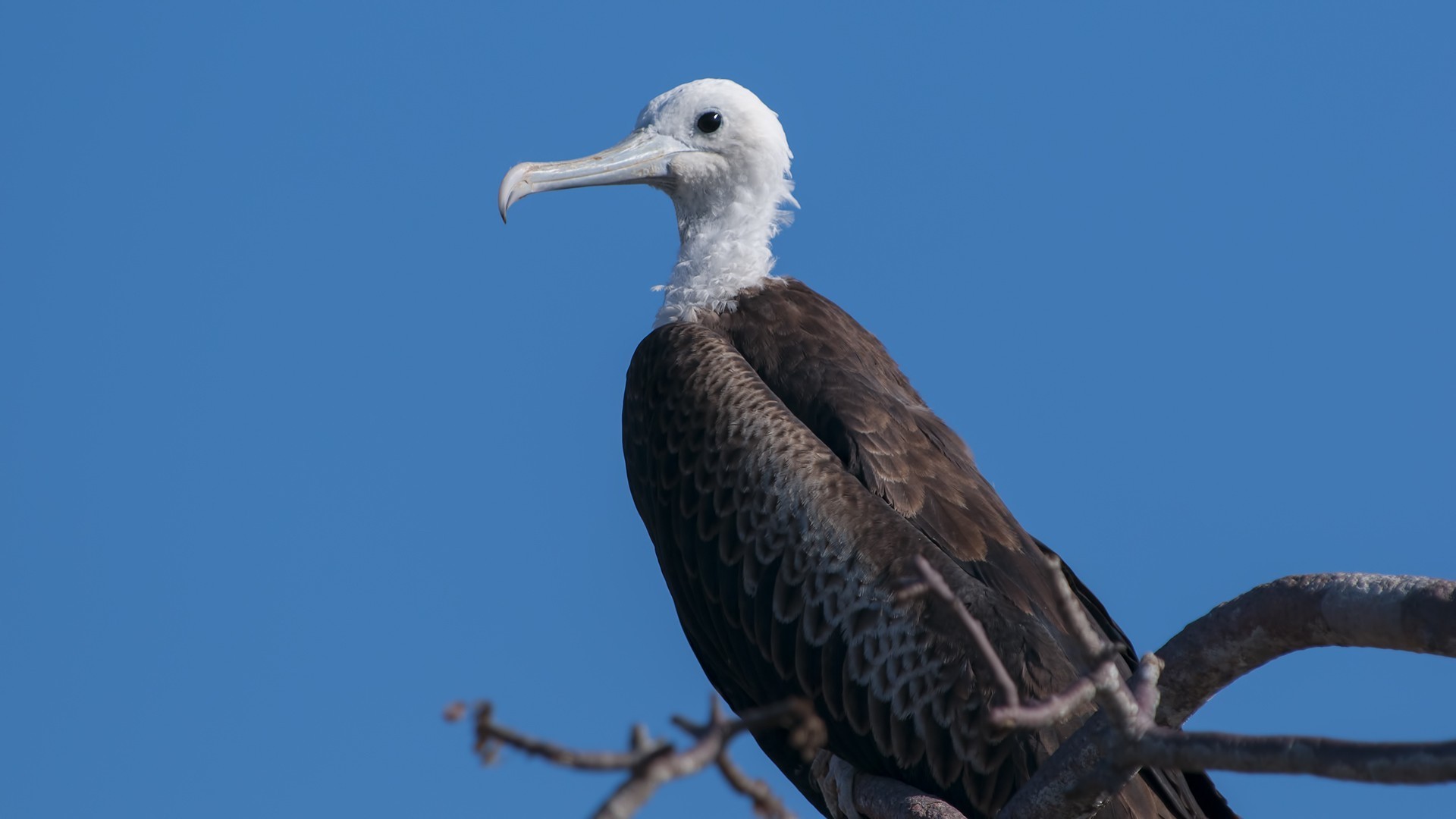 Great Frigatebird