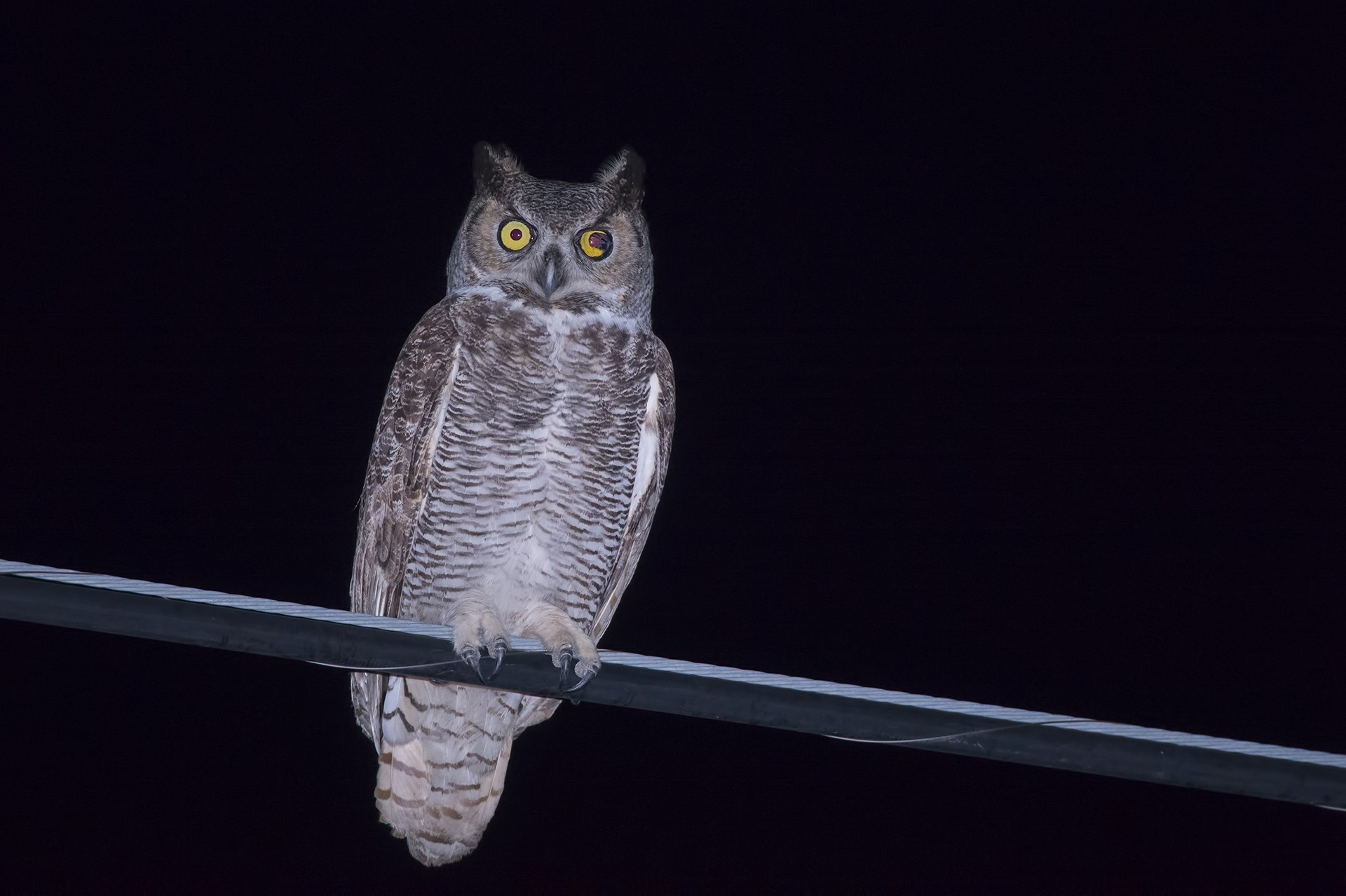Great Horned Owl