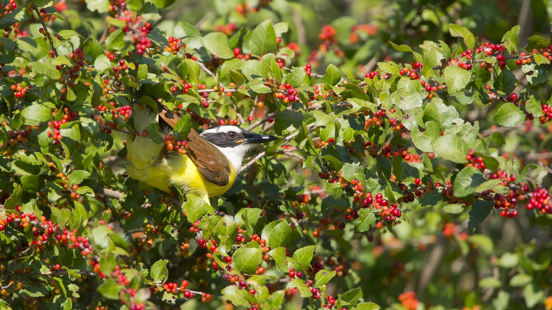 Great Kiskadee