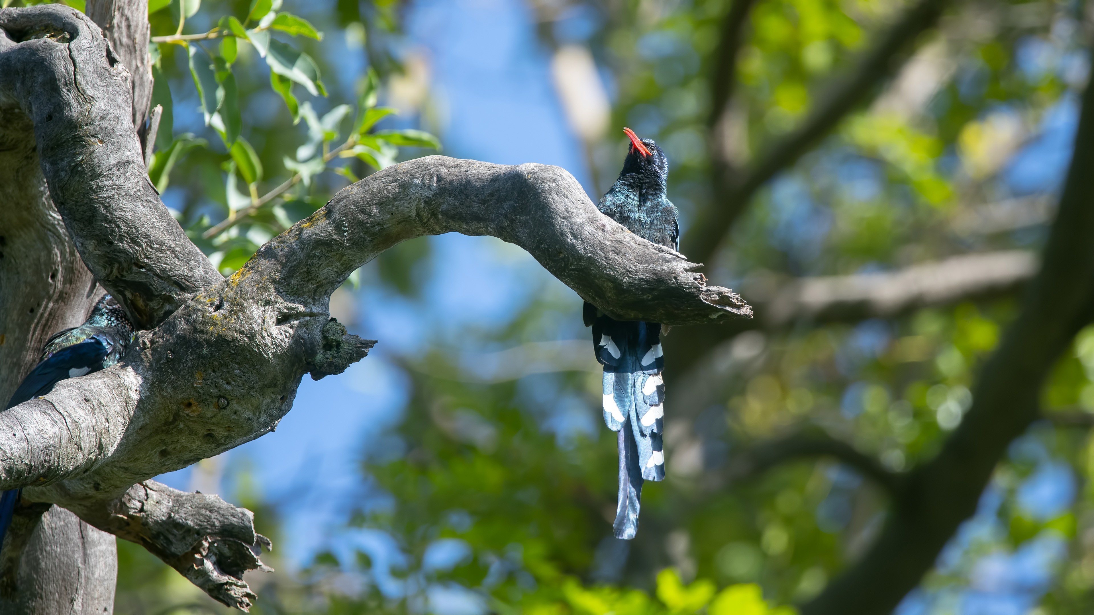 Green Woodhoopoe — Ana fotoğraf