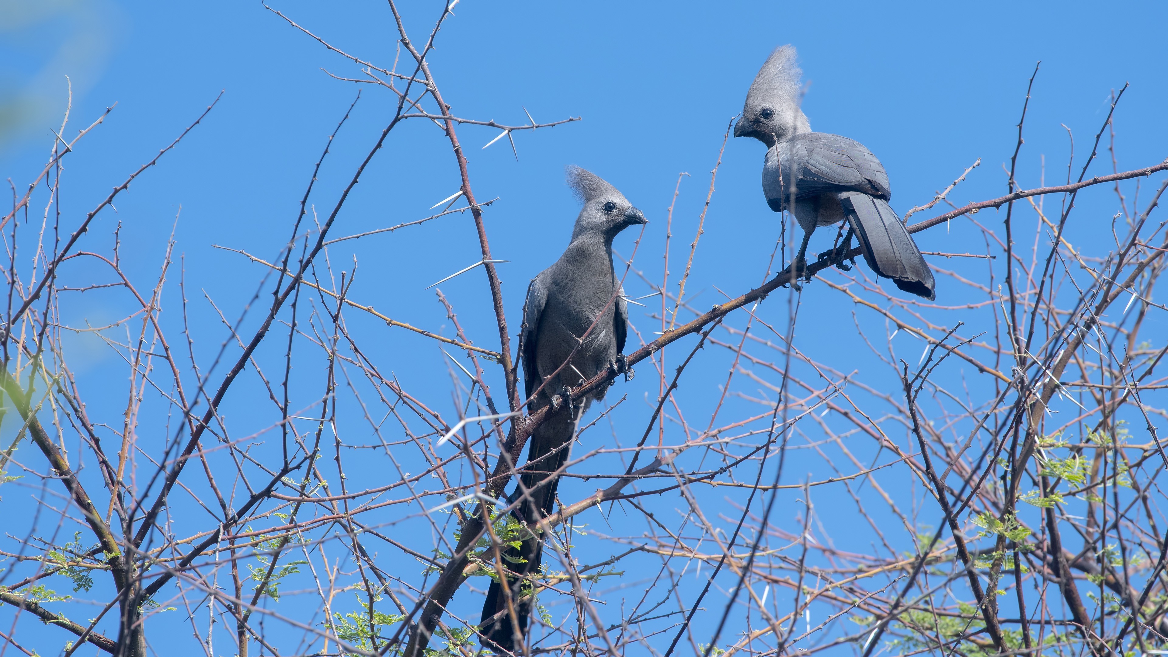 Grey Go-away-bird
