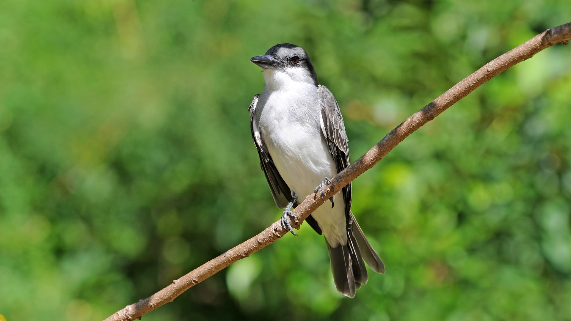 Grey Kingbird