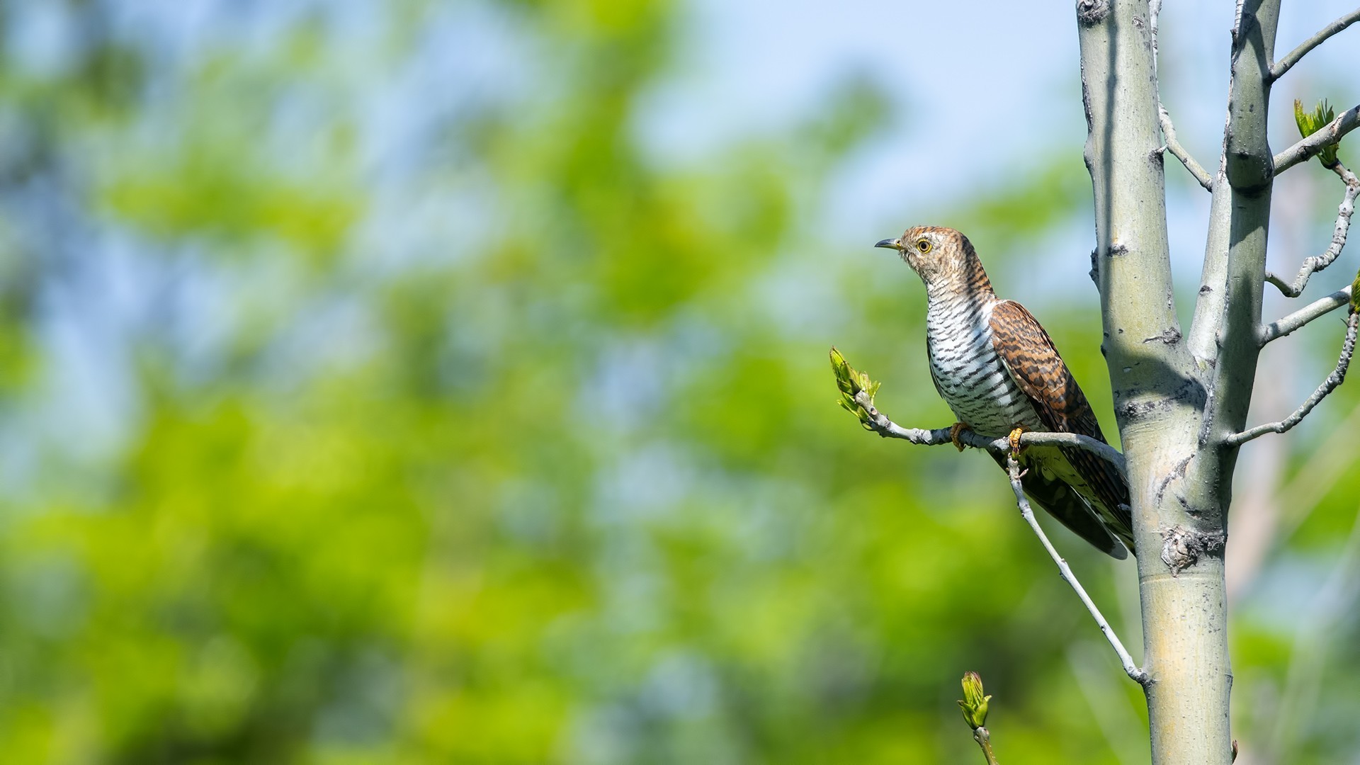 Common Cuckoo