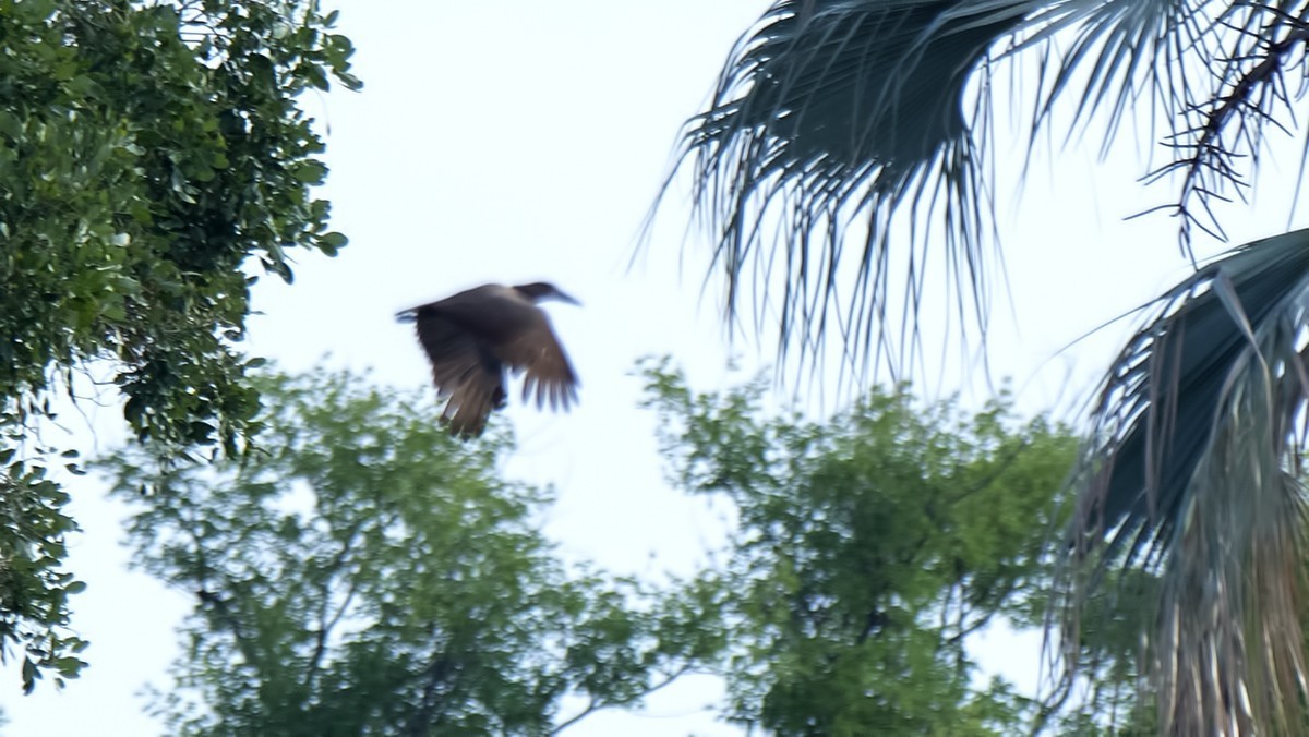 Hamerkop — Ana fotoğraf