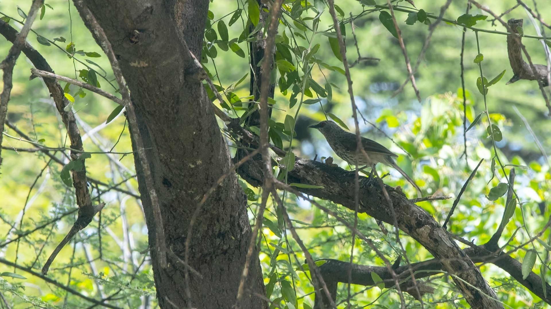 Abdim's Stork — Ana fotoğraf
