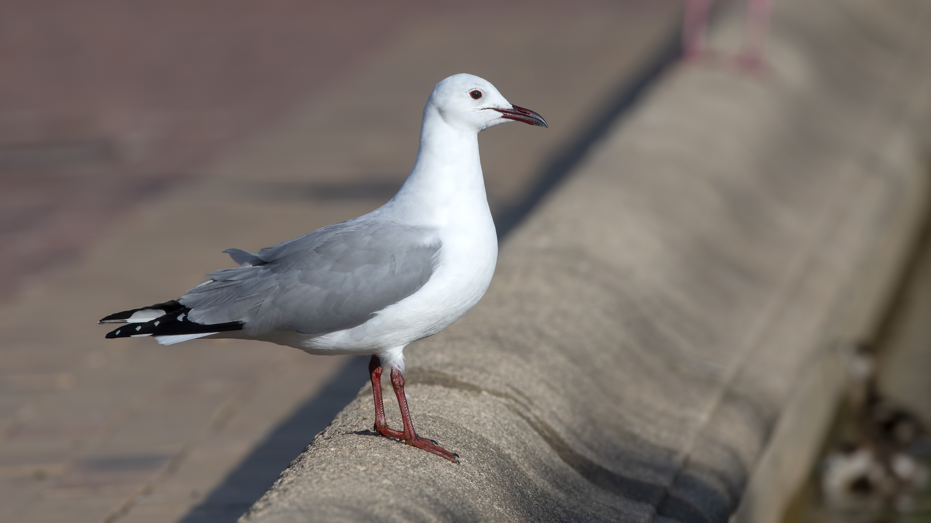 Hartlaub's Gull — Ana fotoğraf