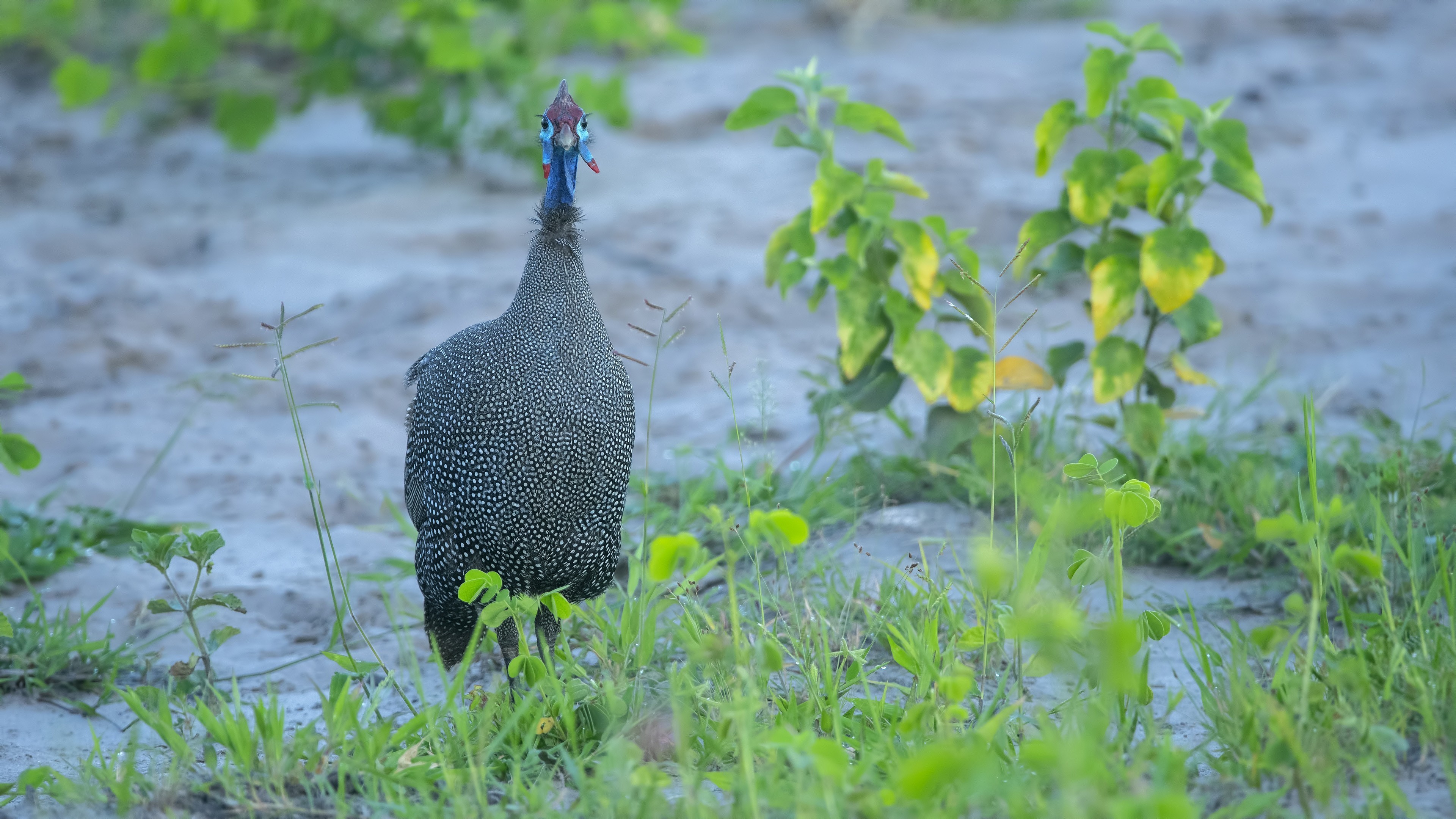 Helmeted Guineafowl