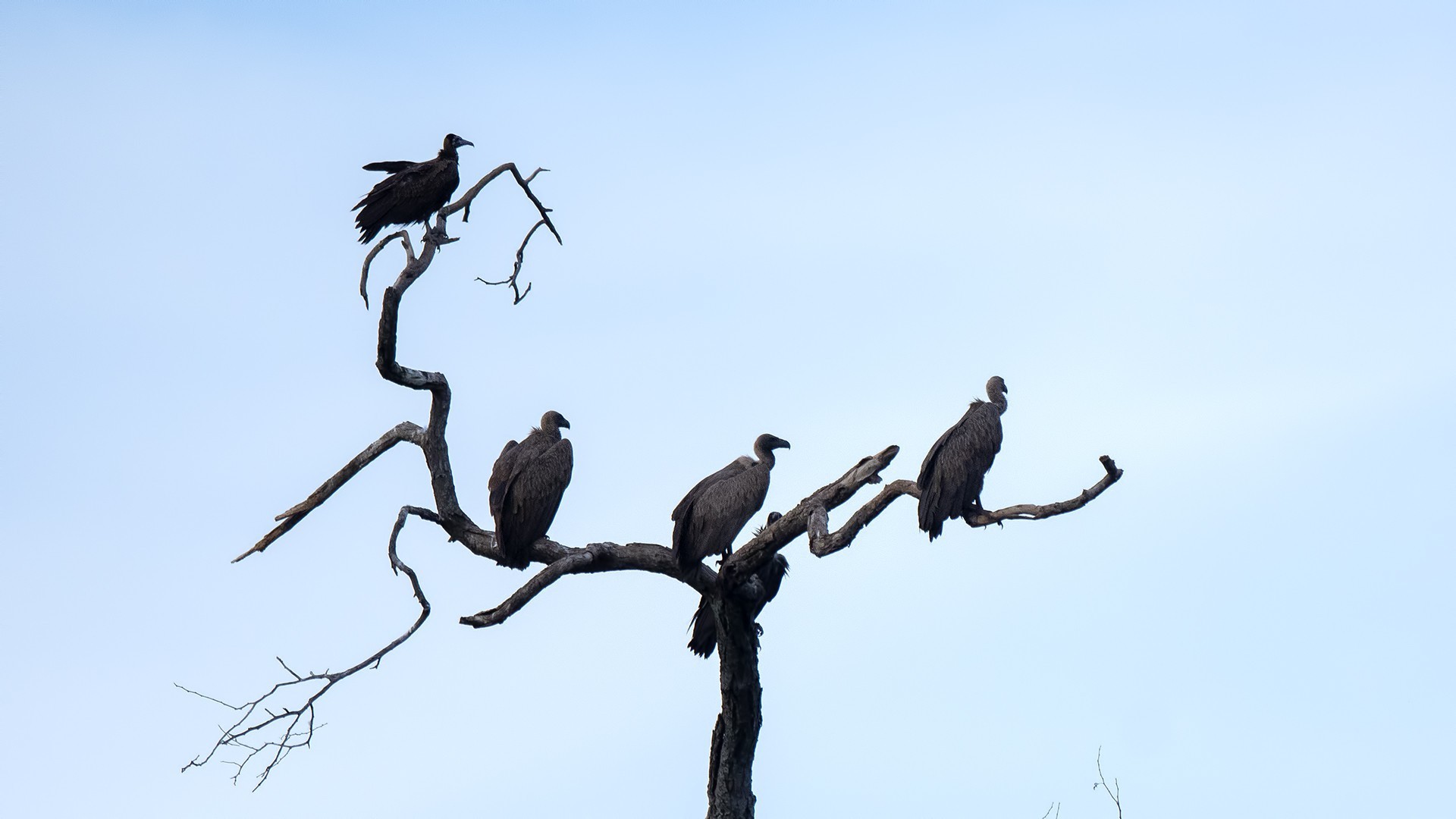 Hooded Vulture