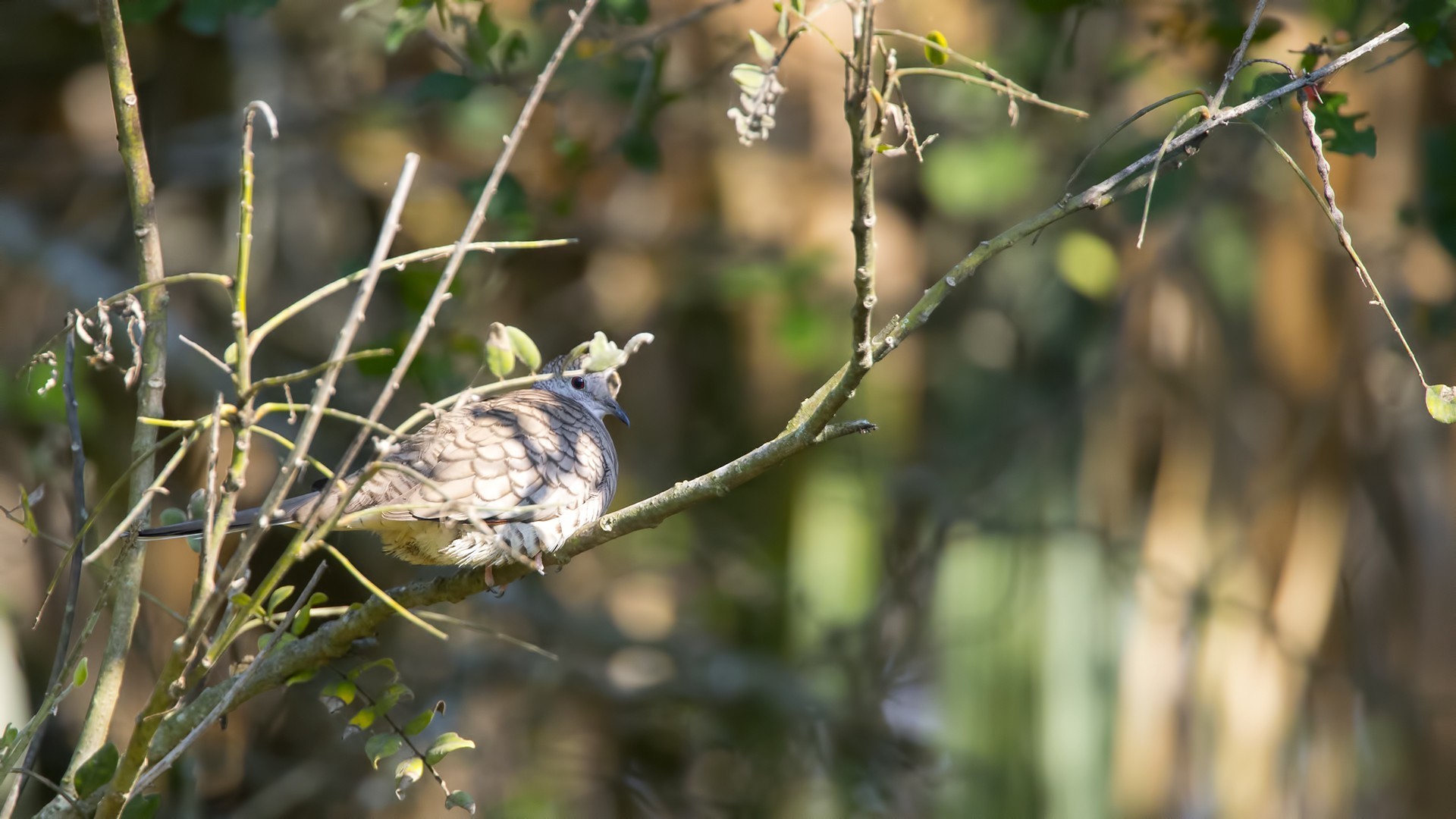 Inca Dove