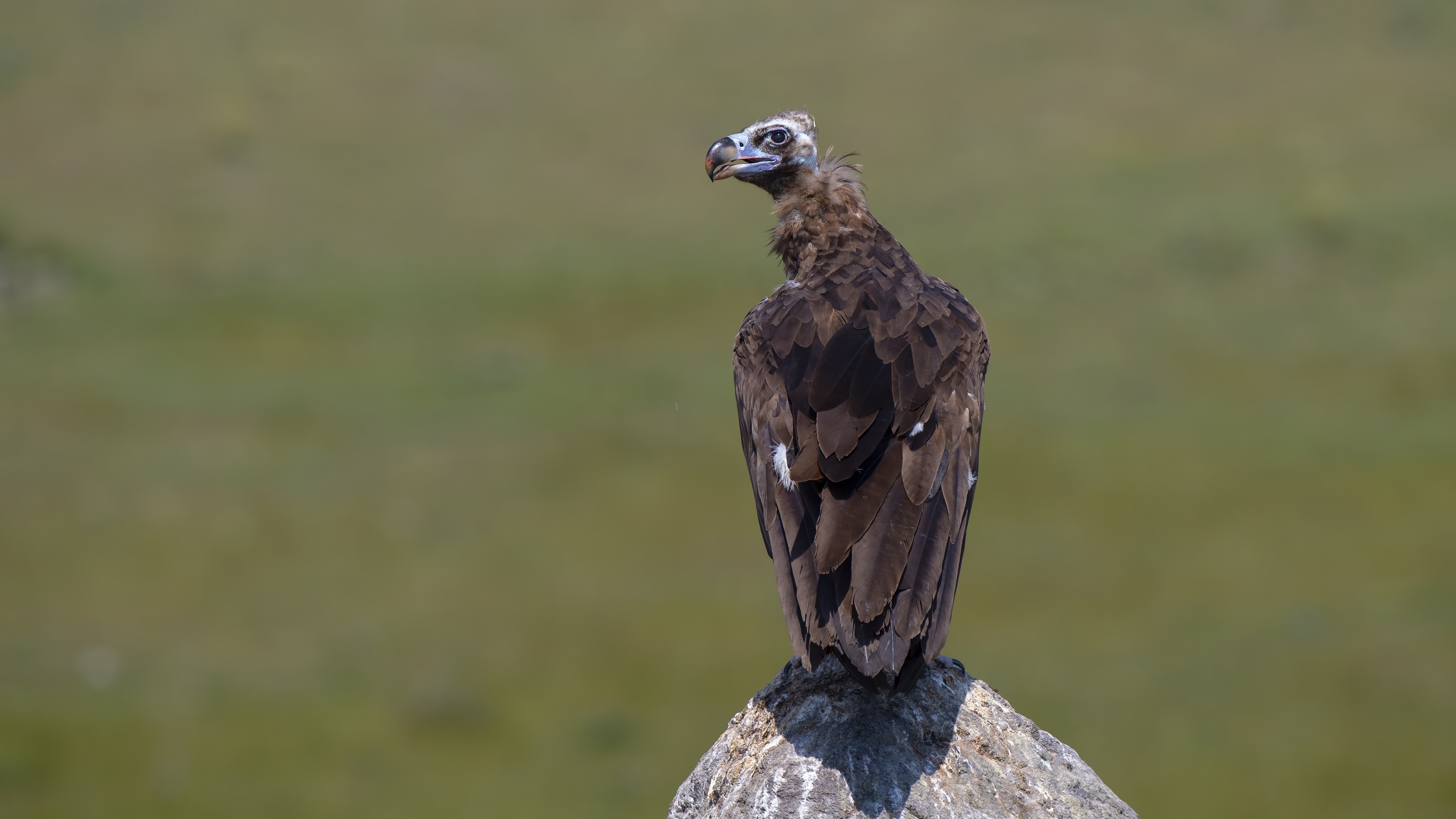Cinereous Vulture