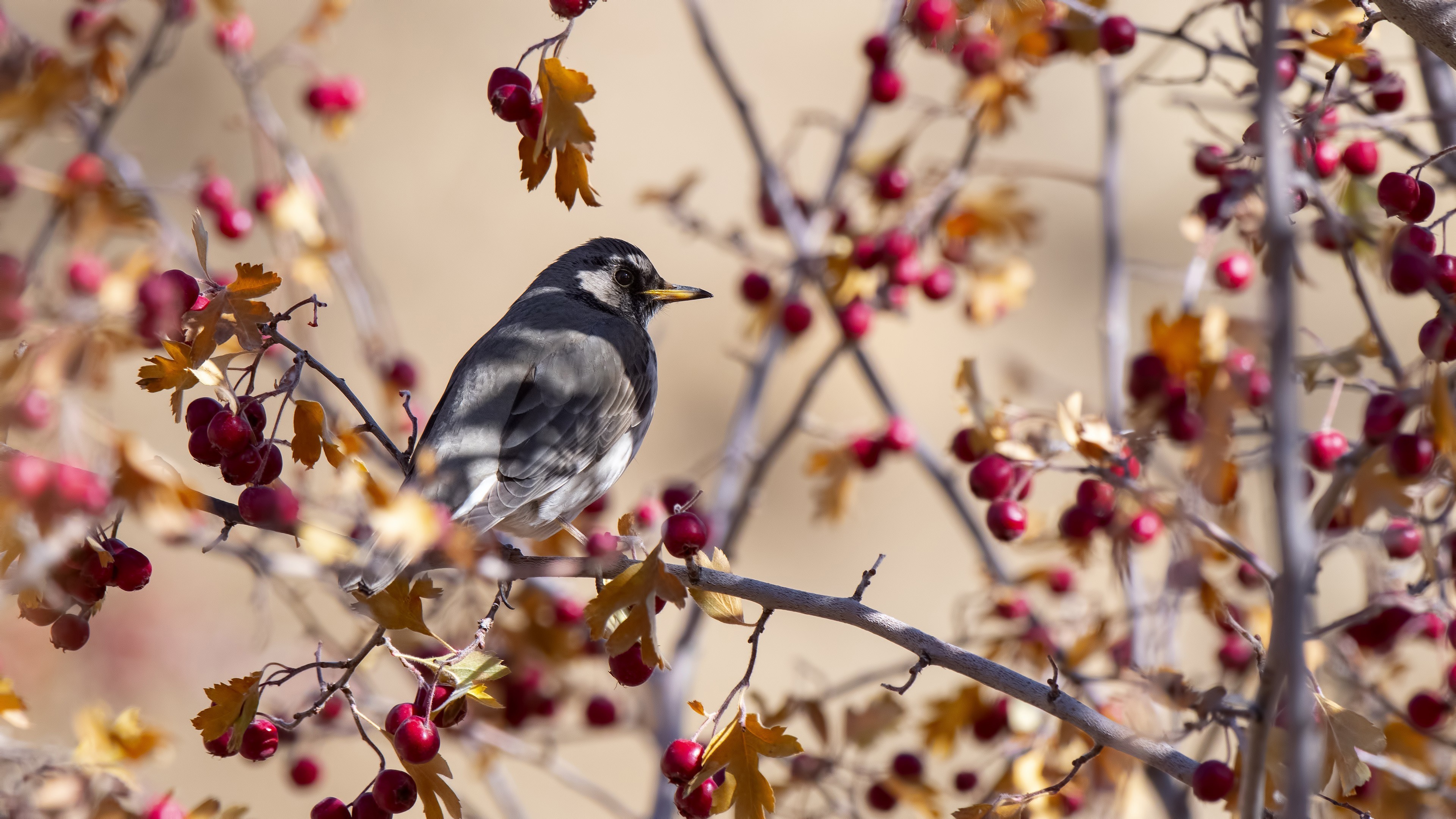 Black-throated Thrush