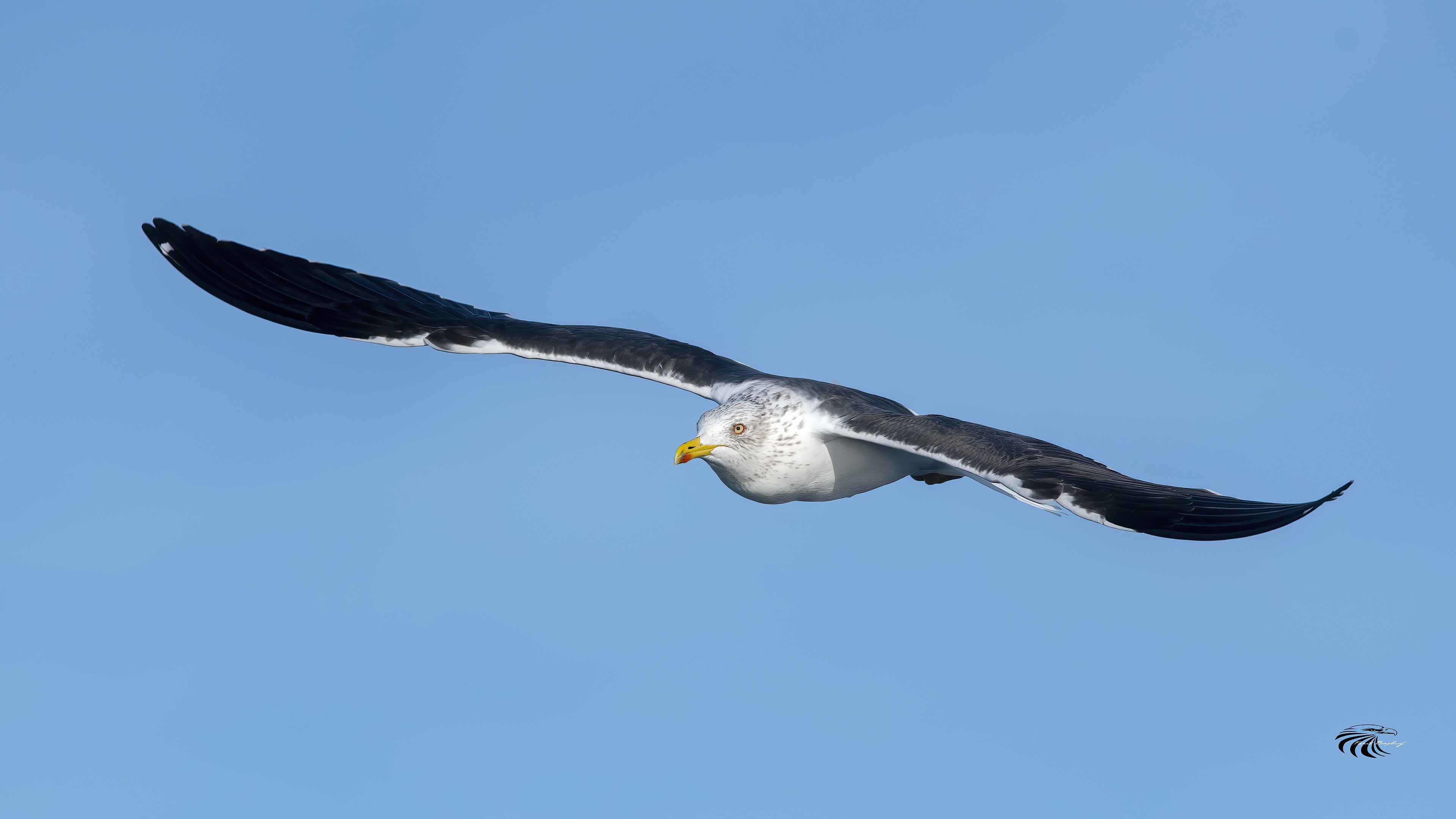 Lesser Black-backed Gull