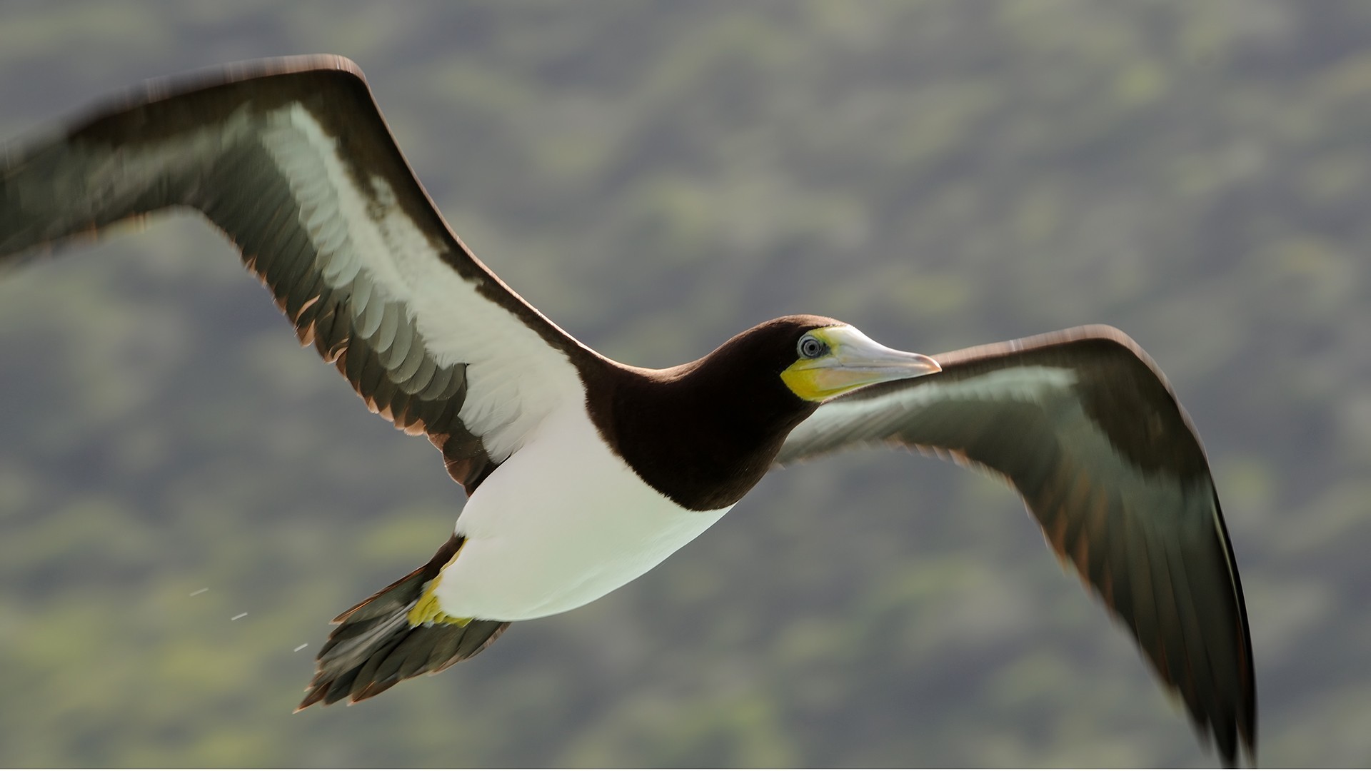 Brown Booby