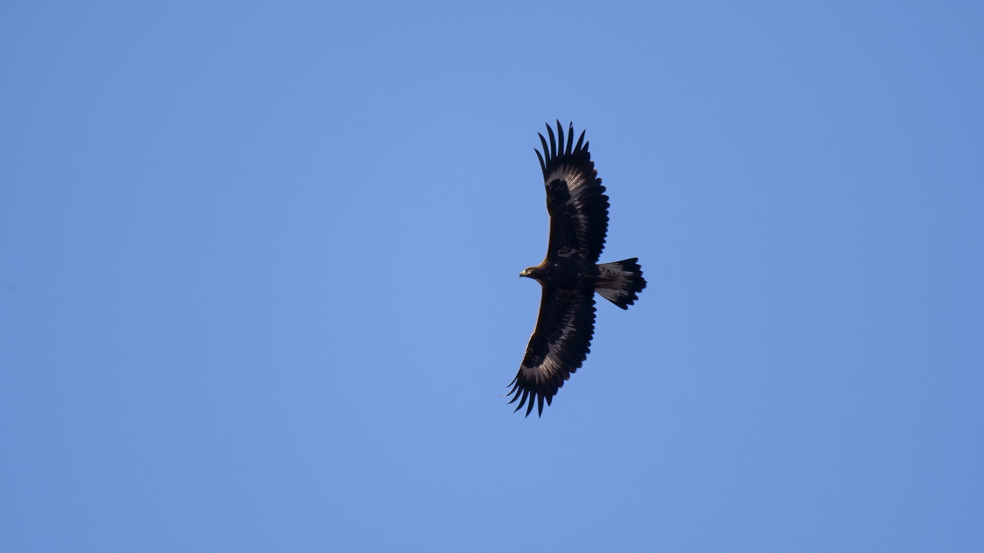 Golden Eagle
