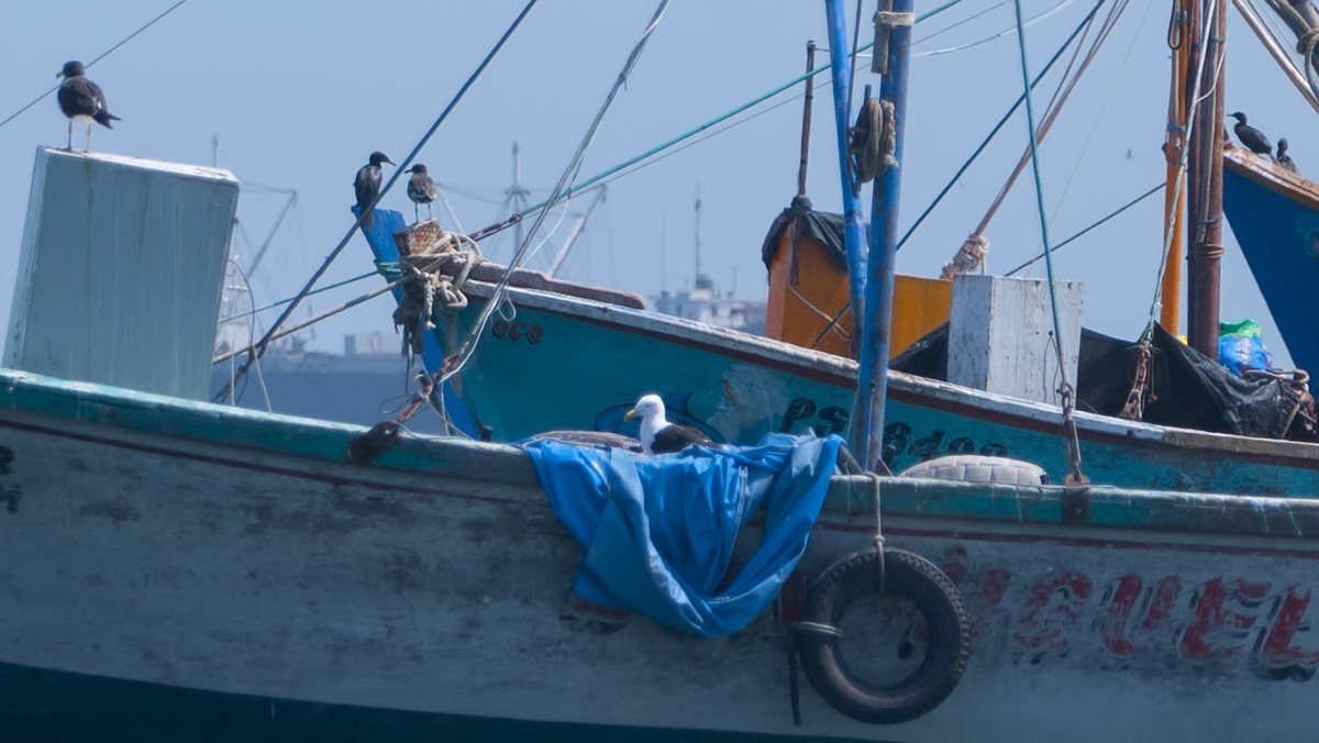 Kelp Gull