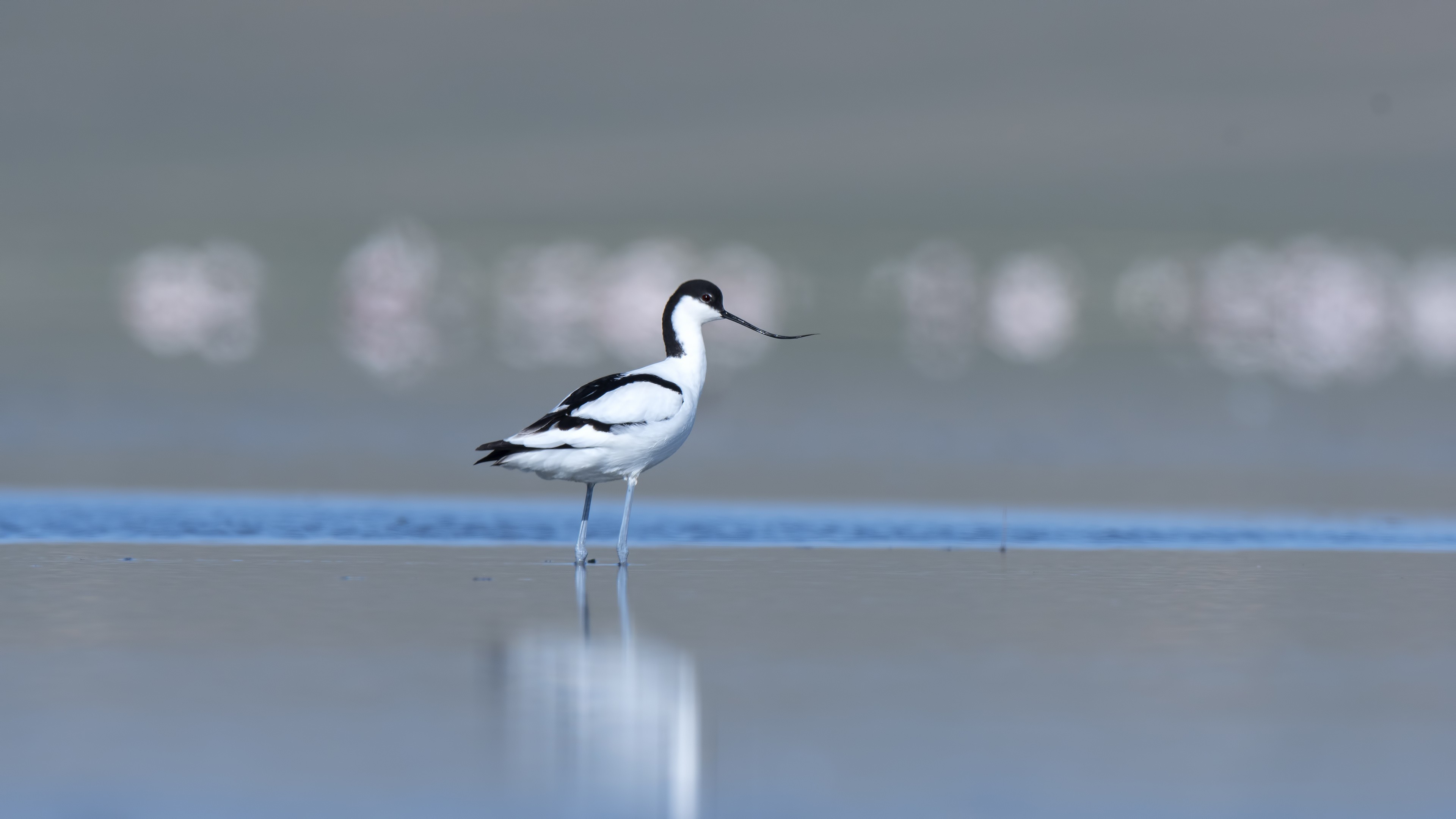 Pied Avocet