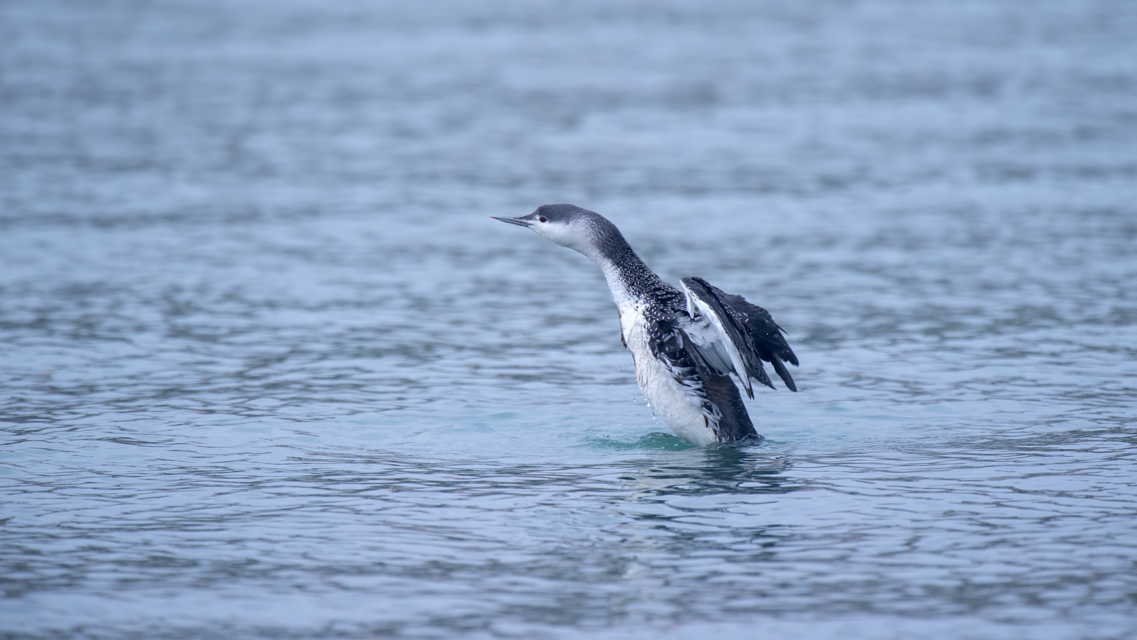 Red-throated Loon