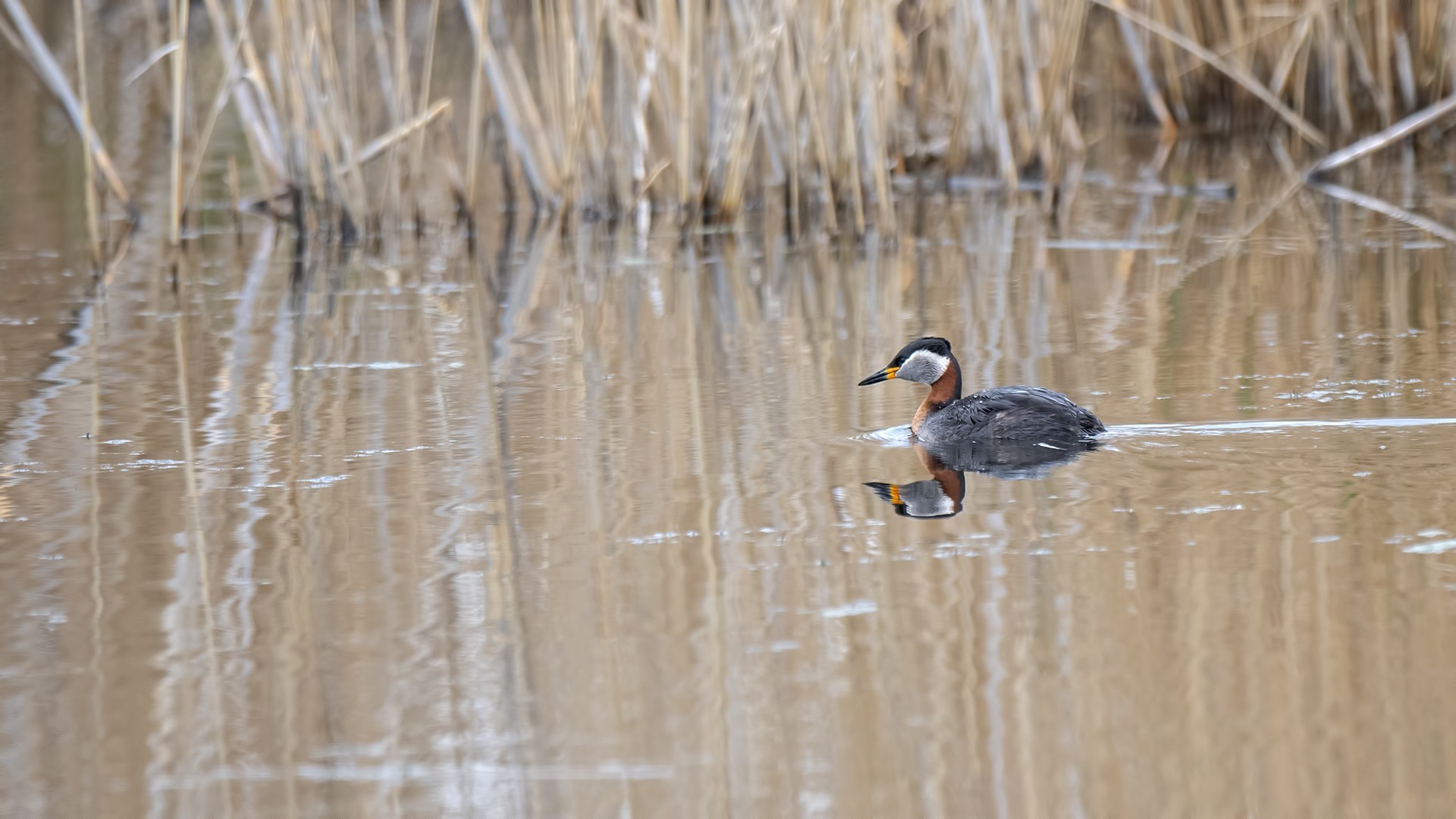 Red-necked Grebe