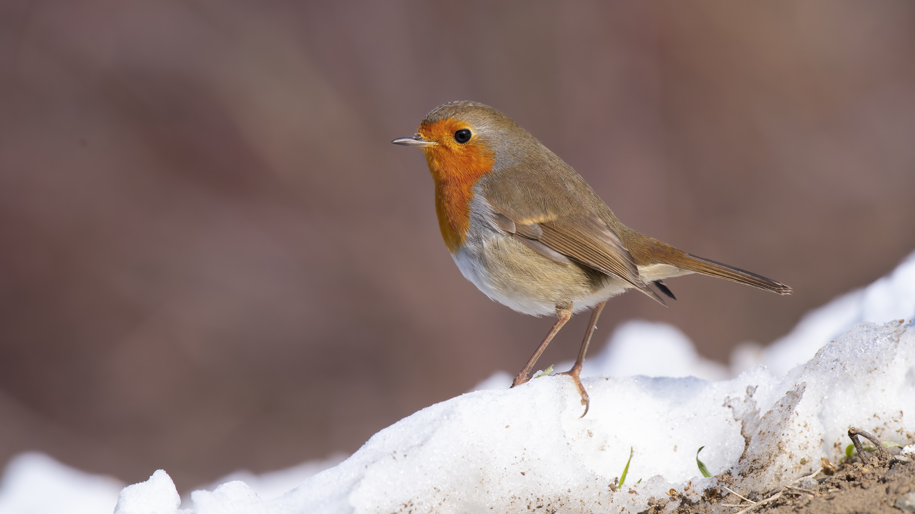 European Robin