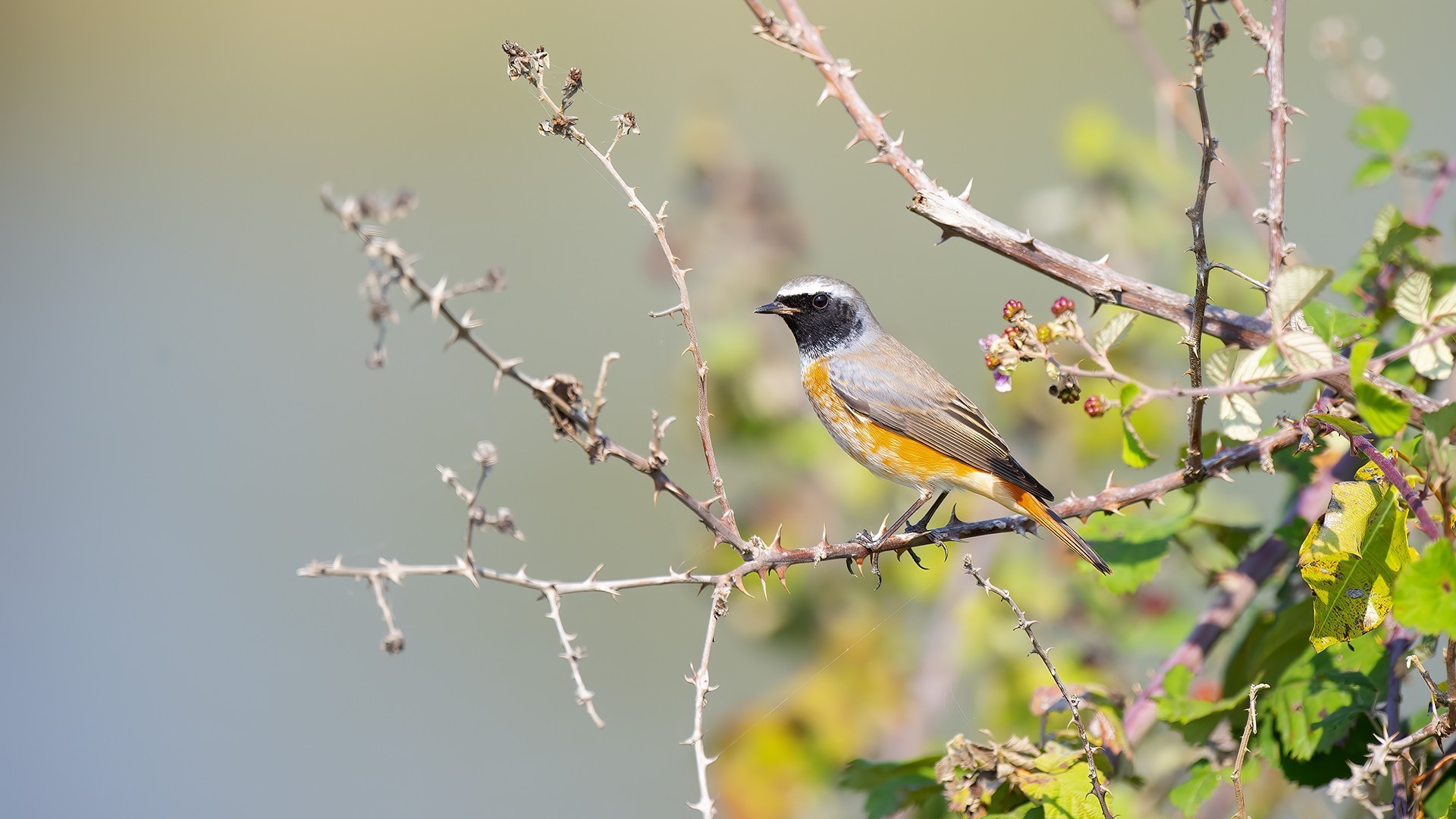 Common Redstart — Ana fotoğraf