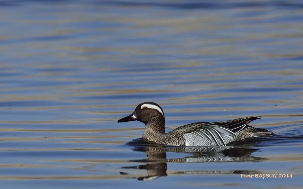 Garganey