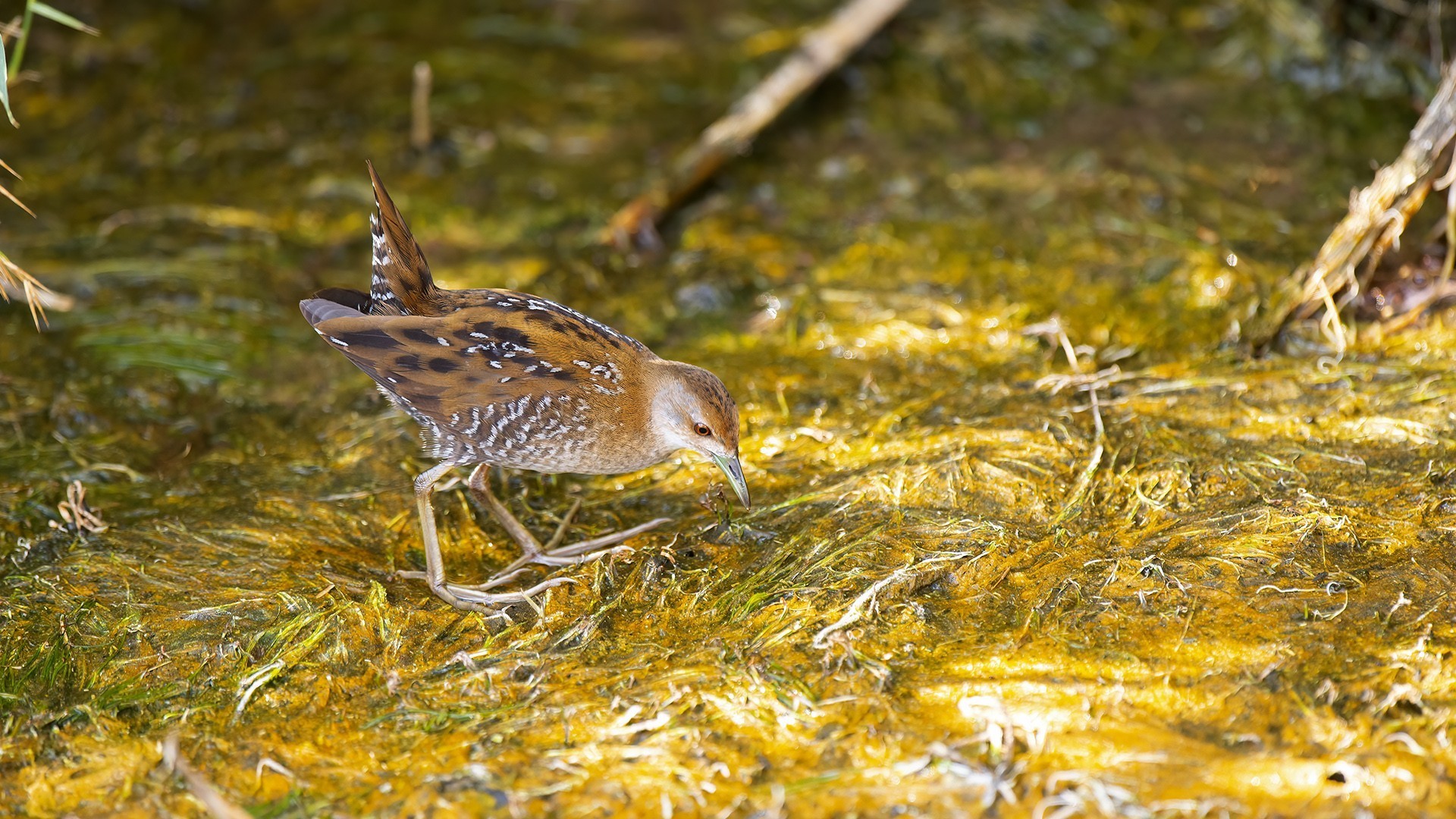 Baillon's Crake