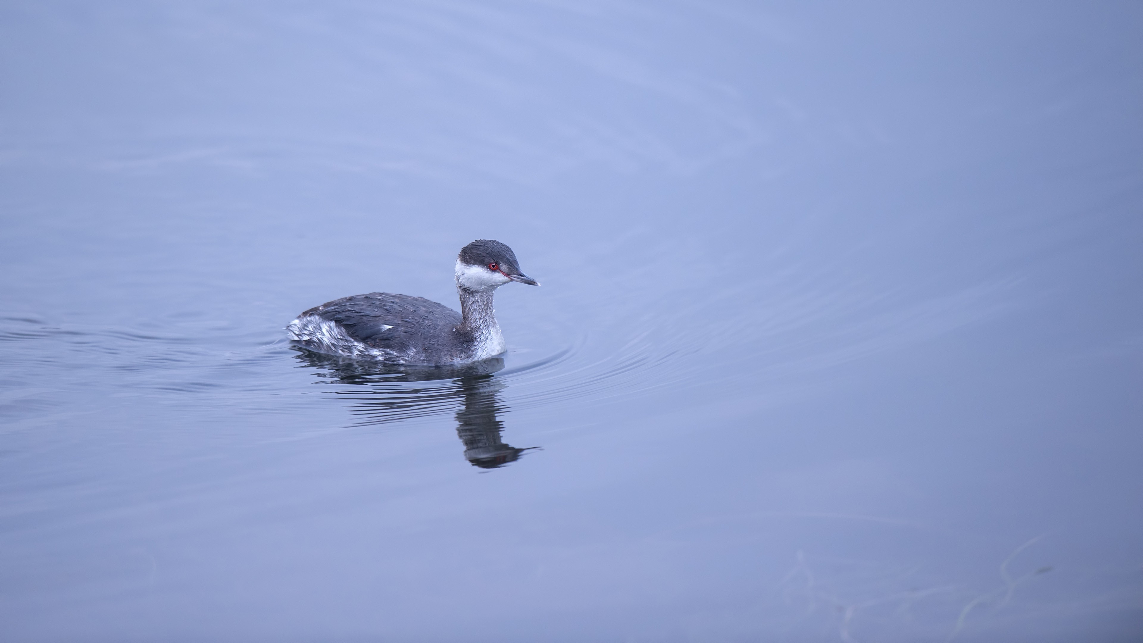 Horned Grebe — Ana fotoğraf