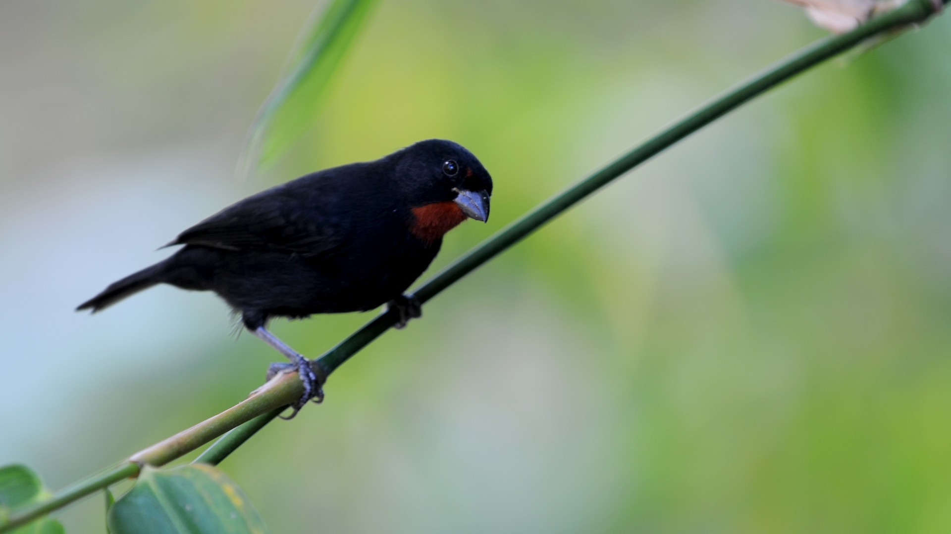 Lesser Antillean Bullfinch — Ana fotoğraf