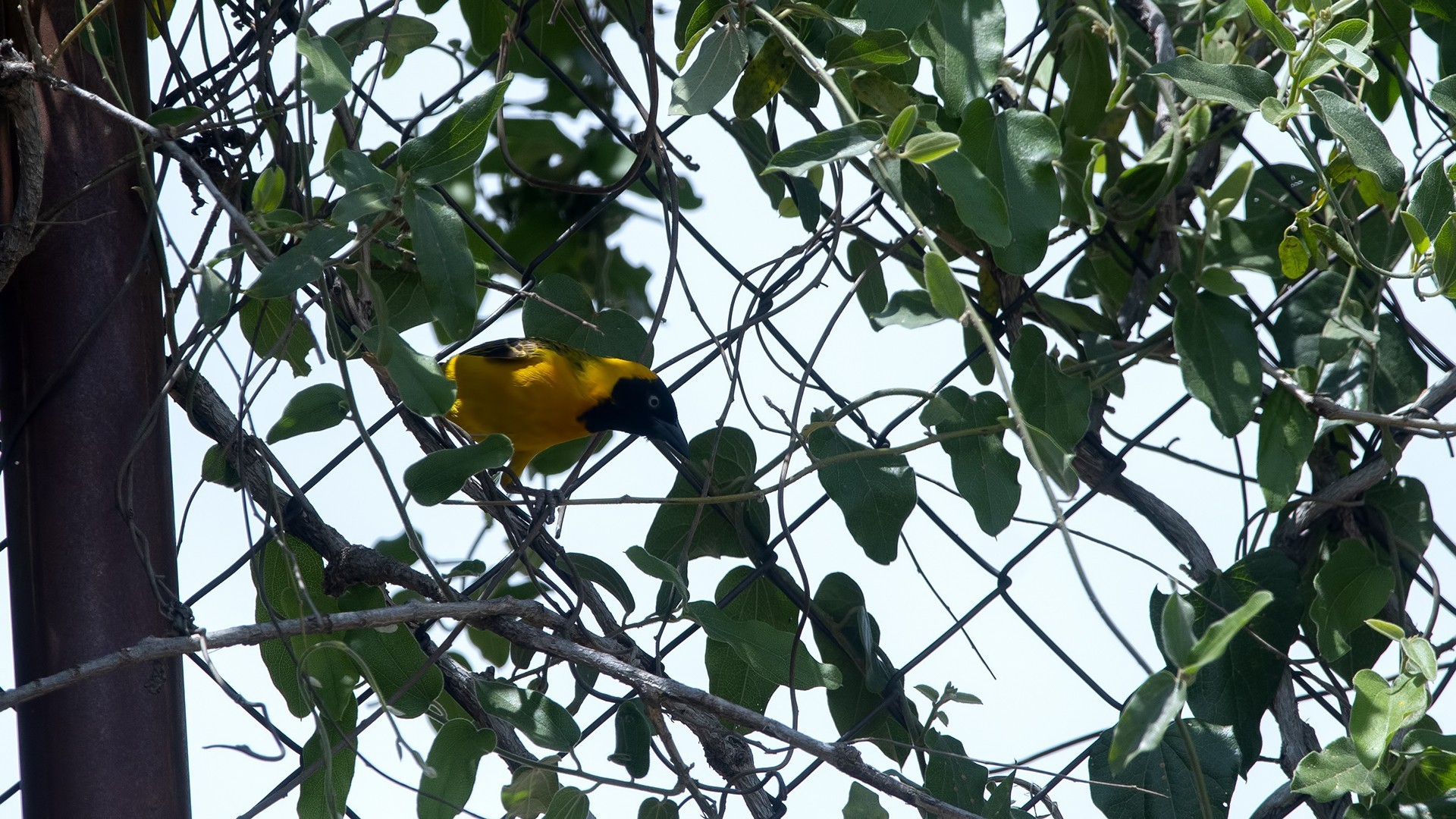 Lesser Masked Weaver — Ana fotoğraf