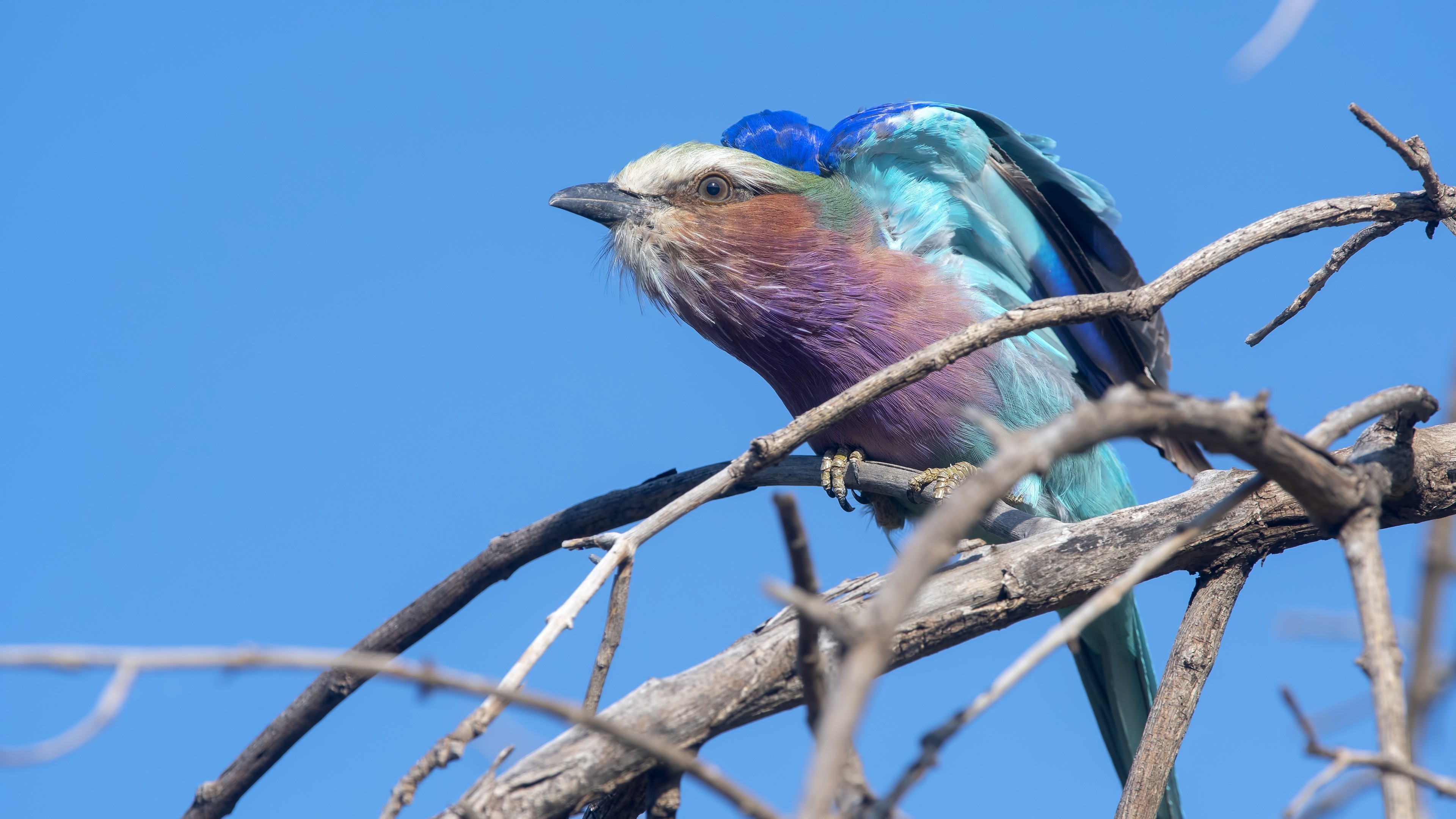 Lilac-breasted Roller — Ana fotoğraf