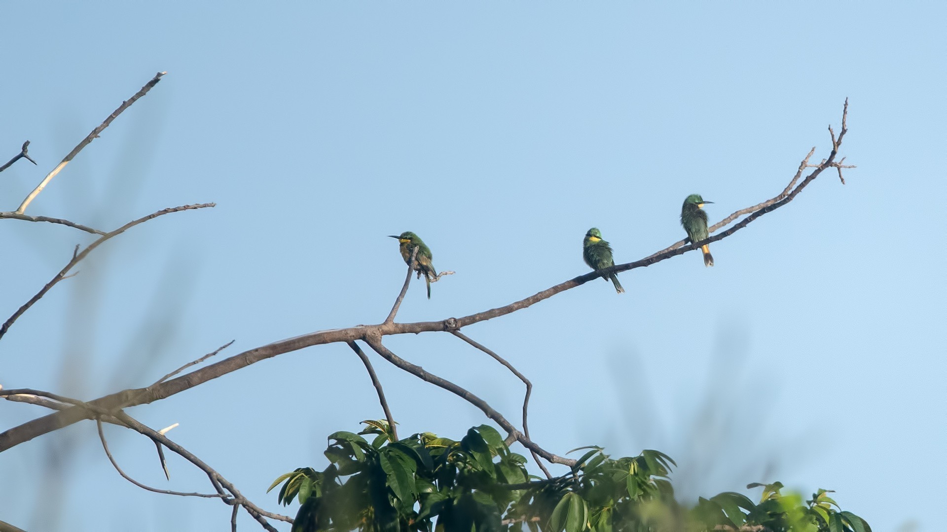 Little Bee-eater