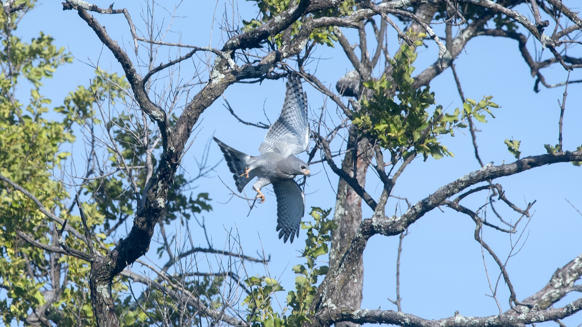 Lizard Buzzard — Ana fotoğraf