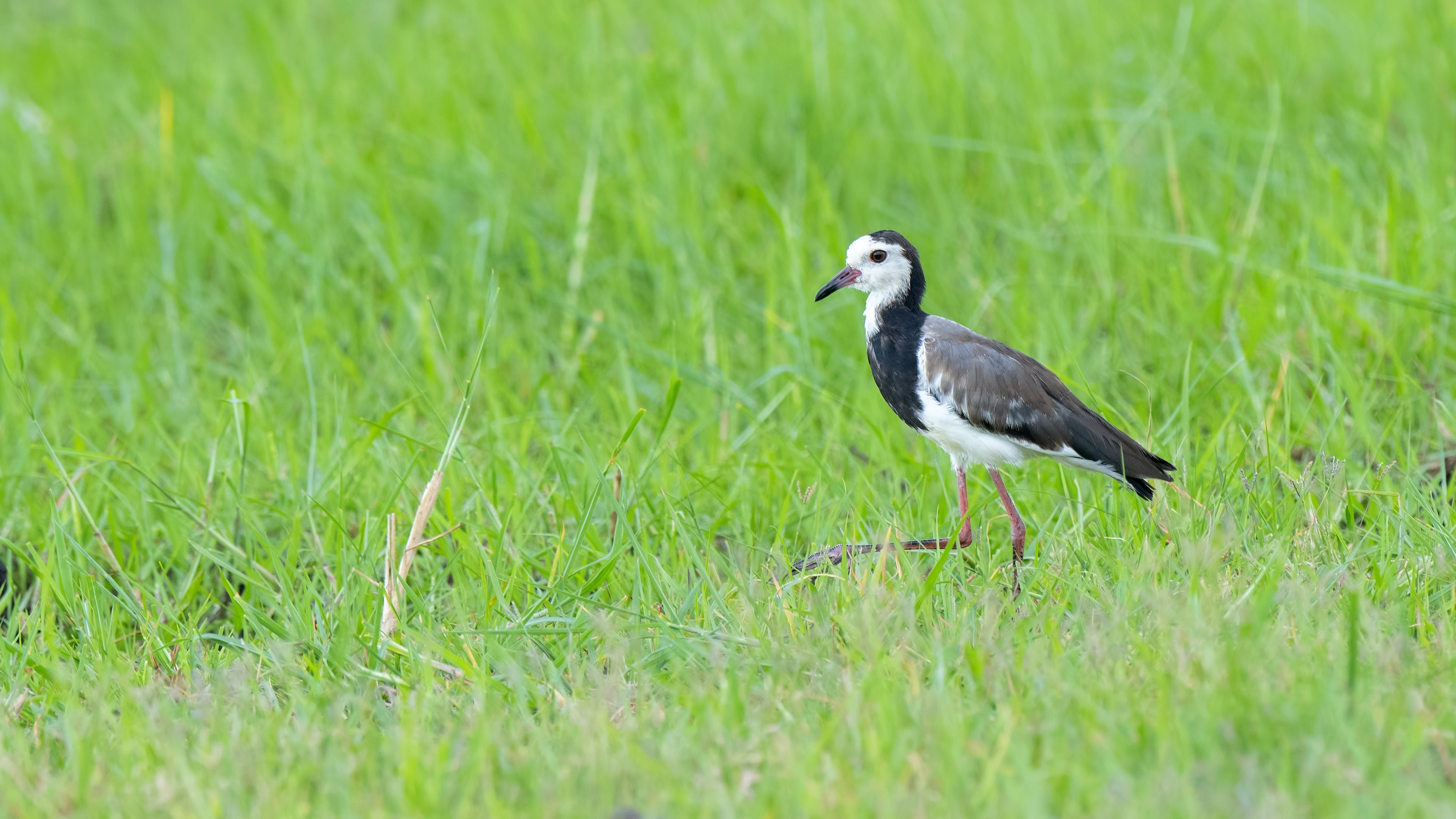 Long-toed Lapwing — Ana fotoğraf