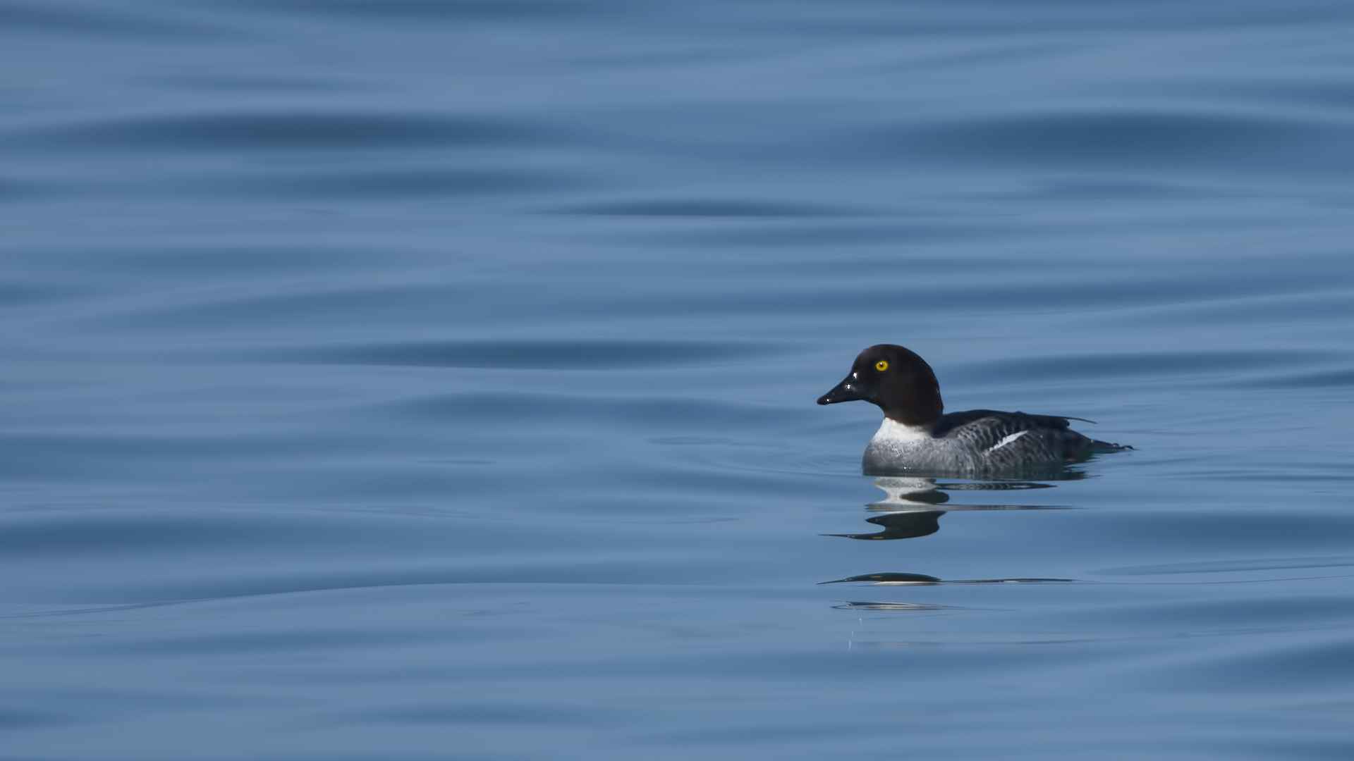 Common Goldeneye