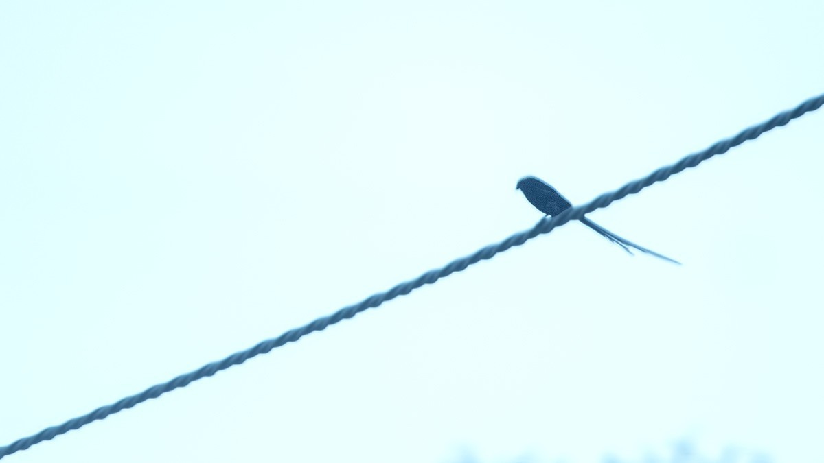 Magpie Shrike — Ana fotoğraf