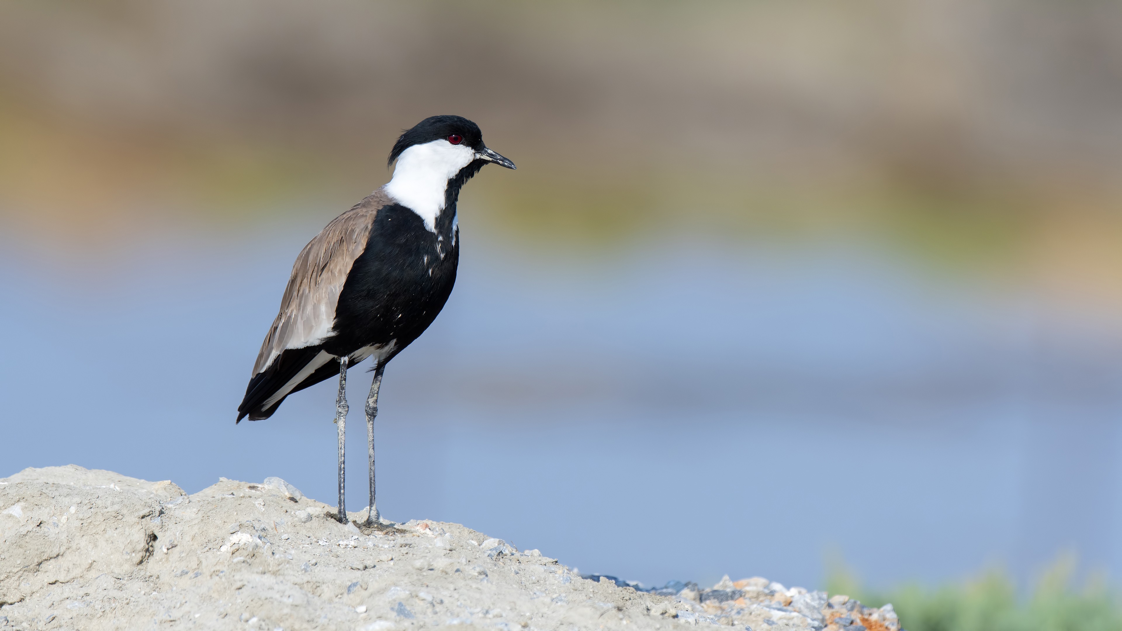 Spur-winged Lapwing