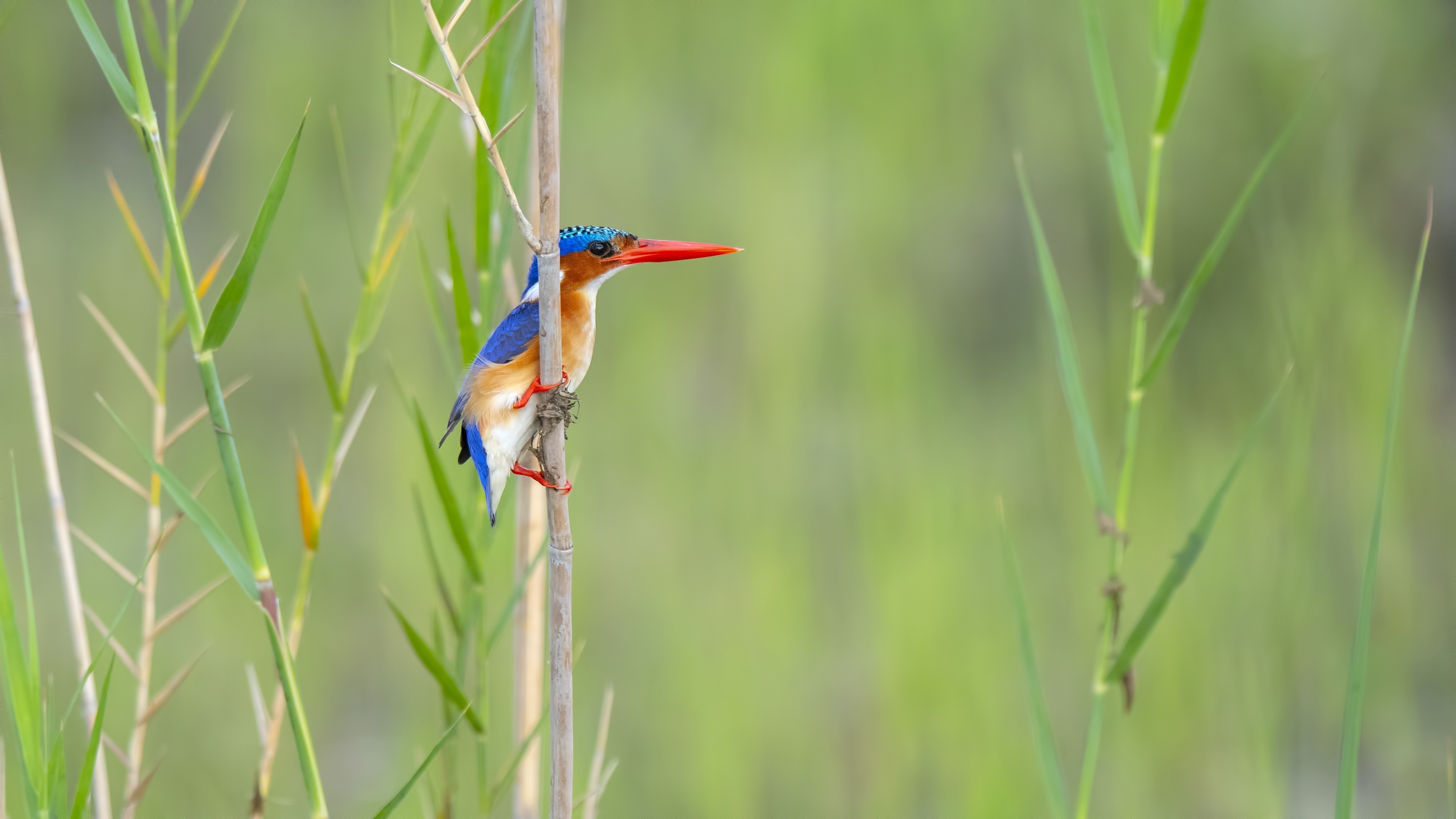 Malachite Kingfisher