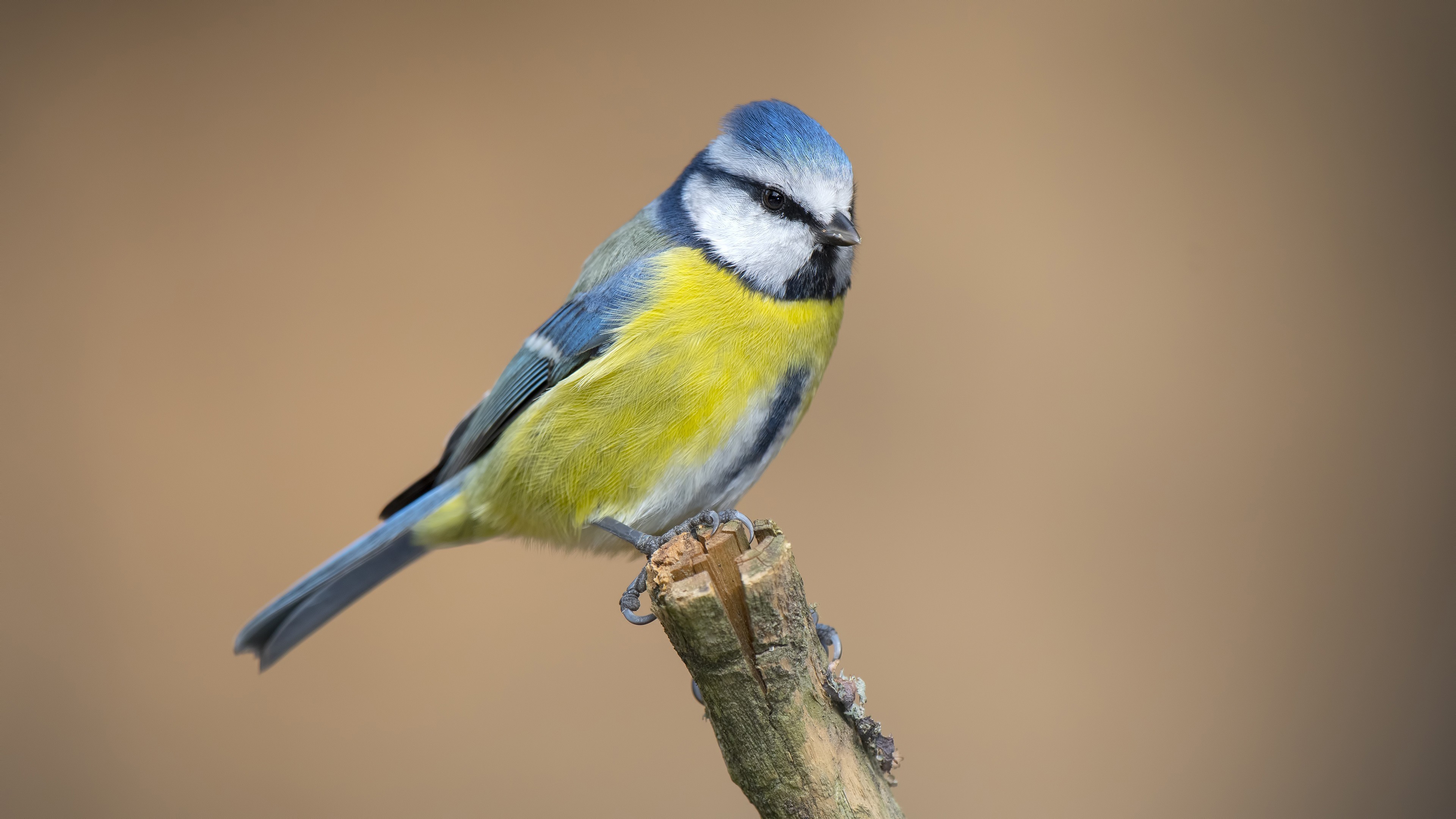 Common Blue Tit